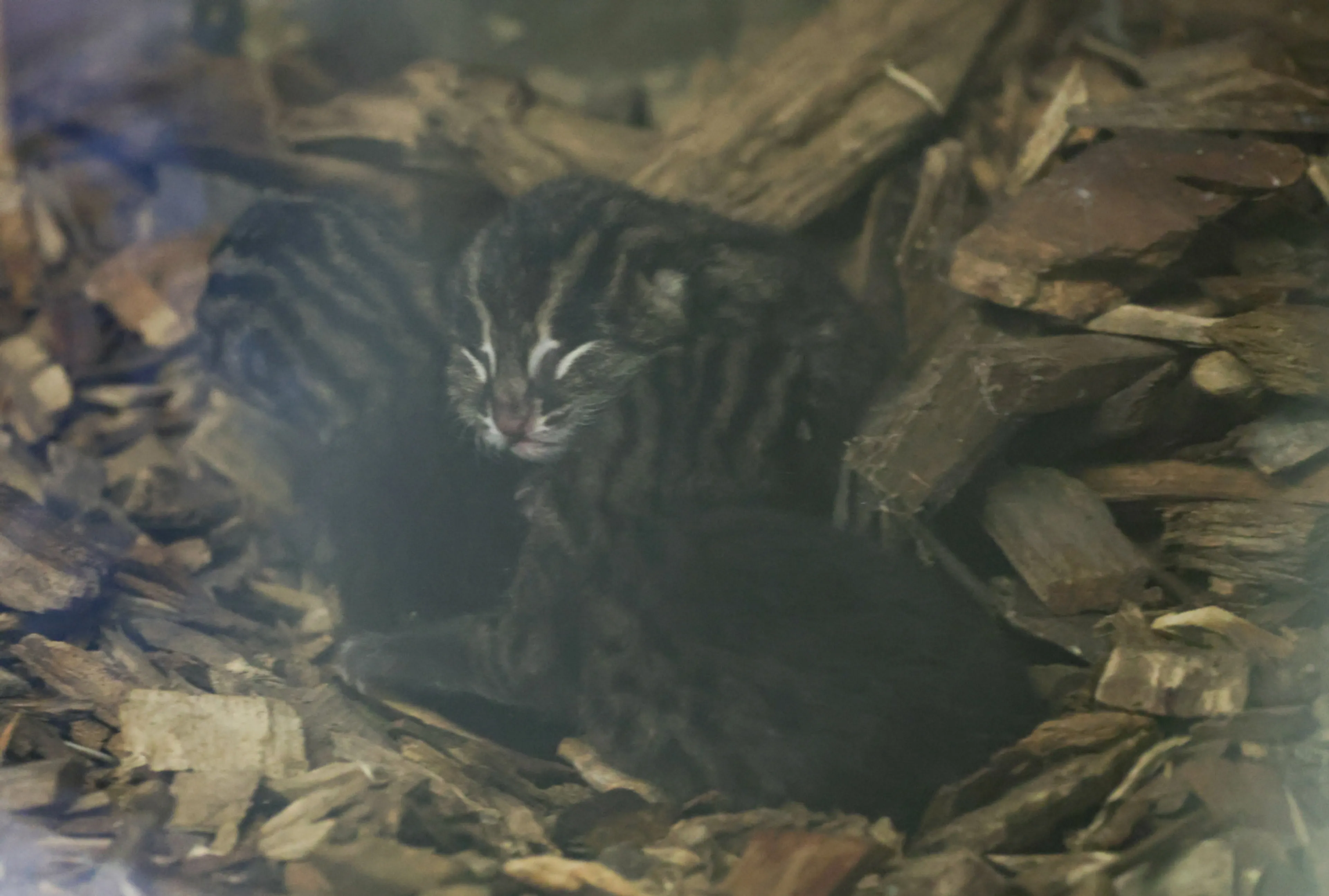 Drie vissende katjes geboren in Diergaarde Blijdorp, kittens al te zien