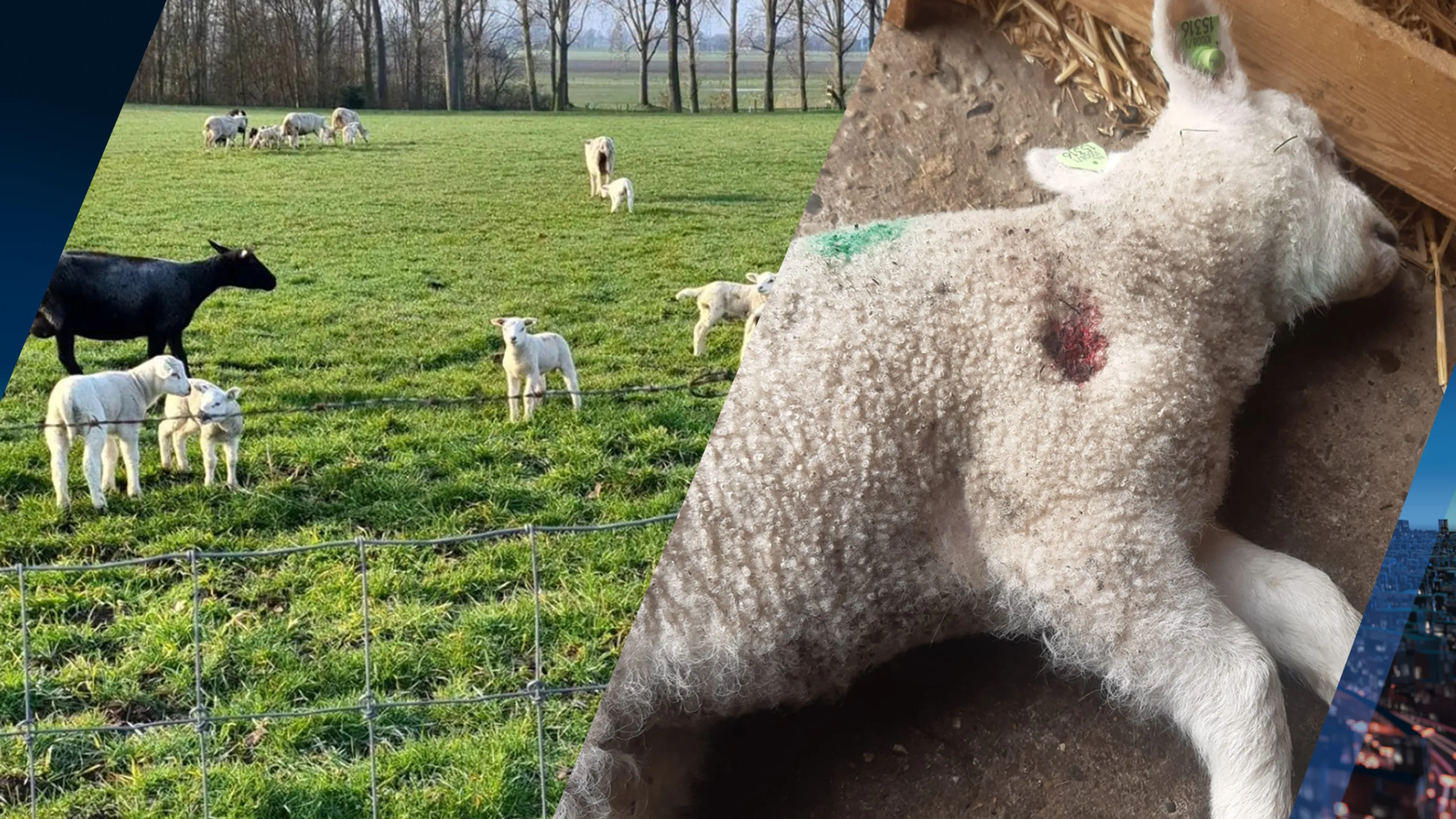 Boer Ger vindt doodgeschoten lammetje: 'Kogel zat precies in hart'
