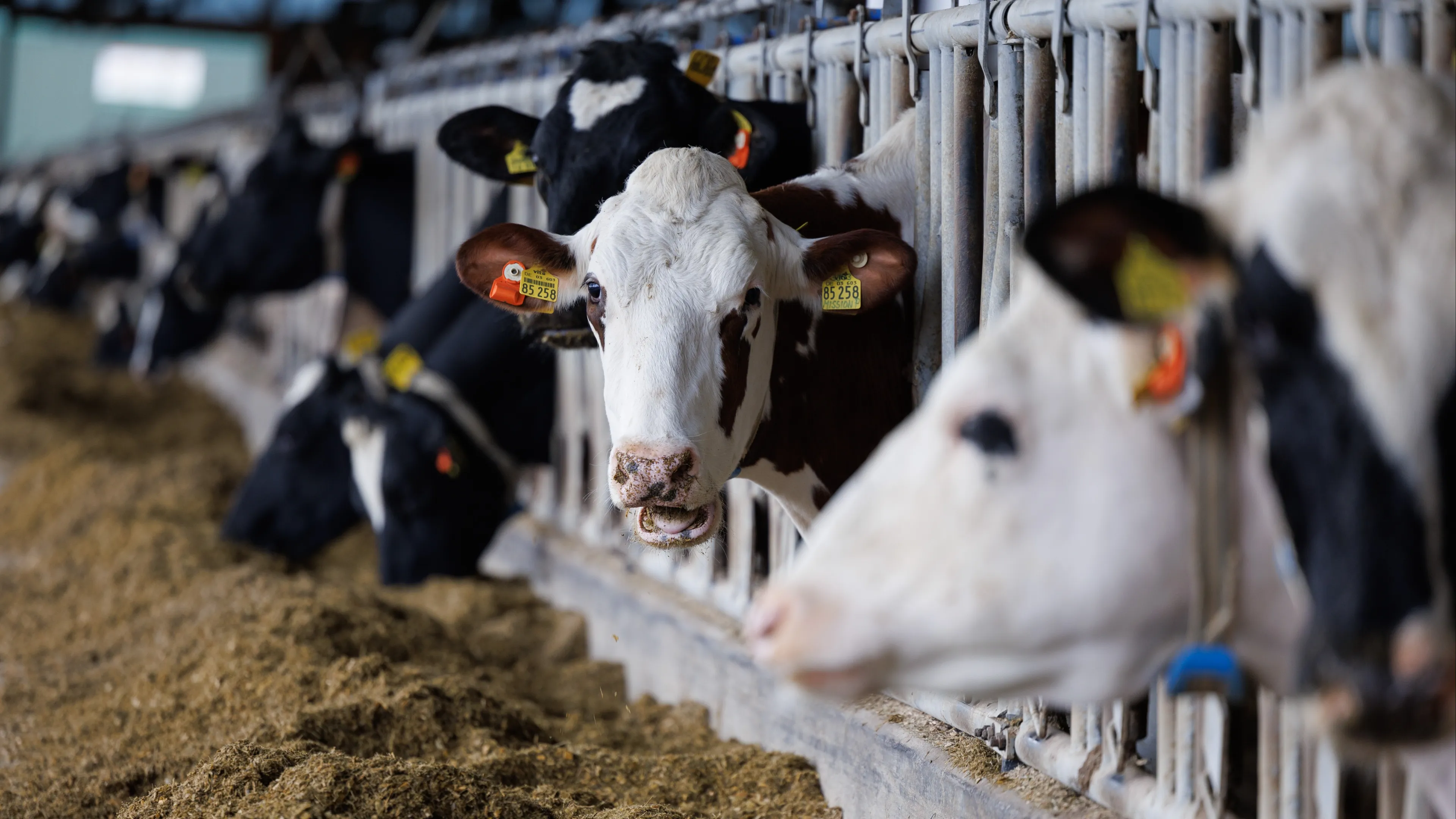 Omtzigts NSC wil stikstofbeleid 'behoorlijk over de kop gooien'