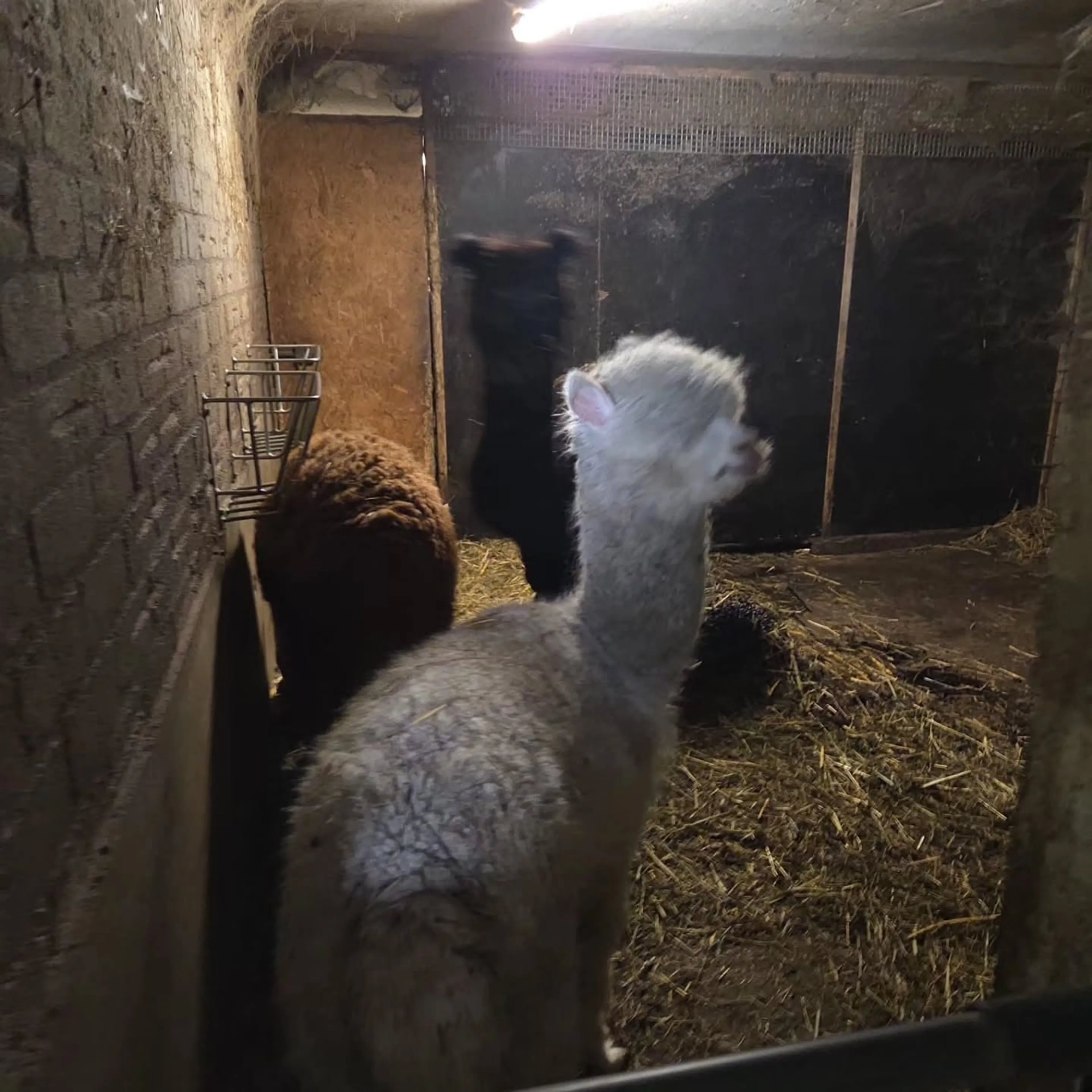 Honderden verwaarloosde dieren gevonden in Roosendaal, eigenaar aangehouden
