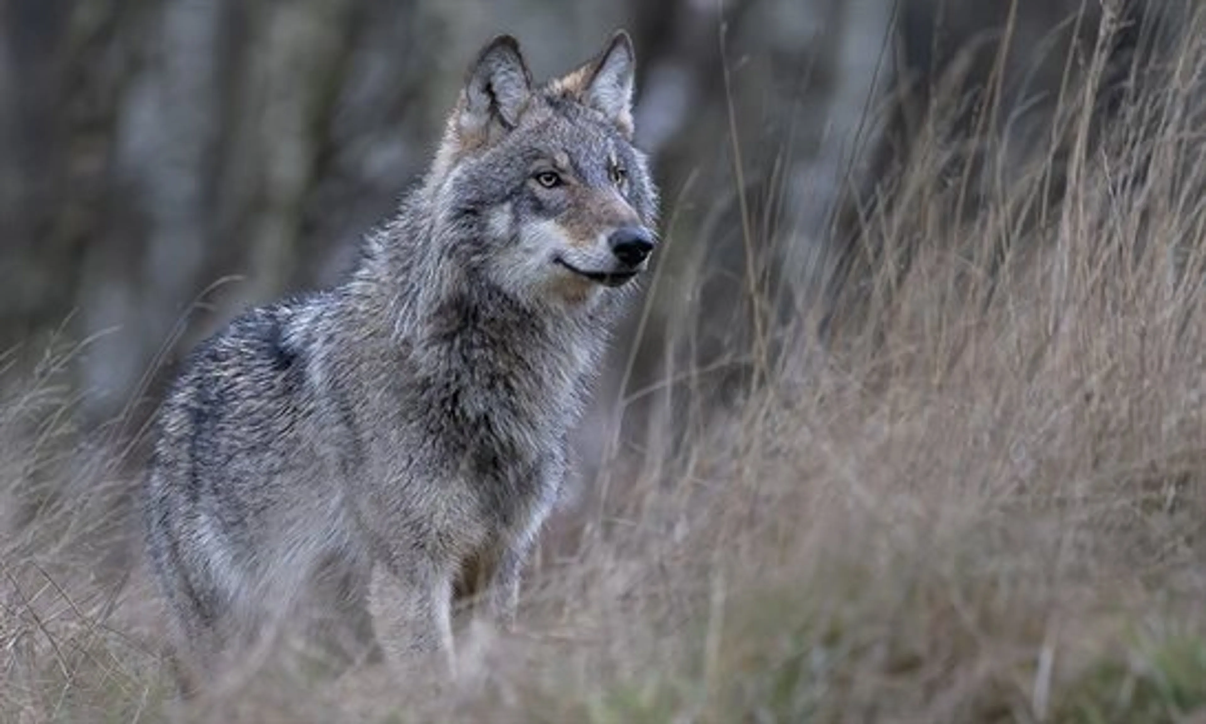 Wolf is vogelvrij: Zeker tientallen dieren illegaal gestroopt in Nederland