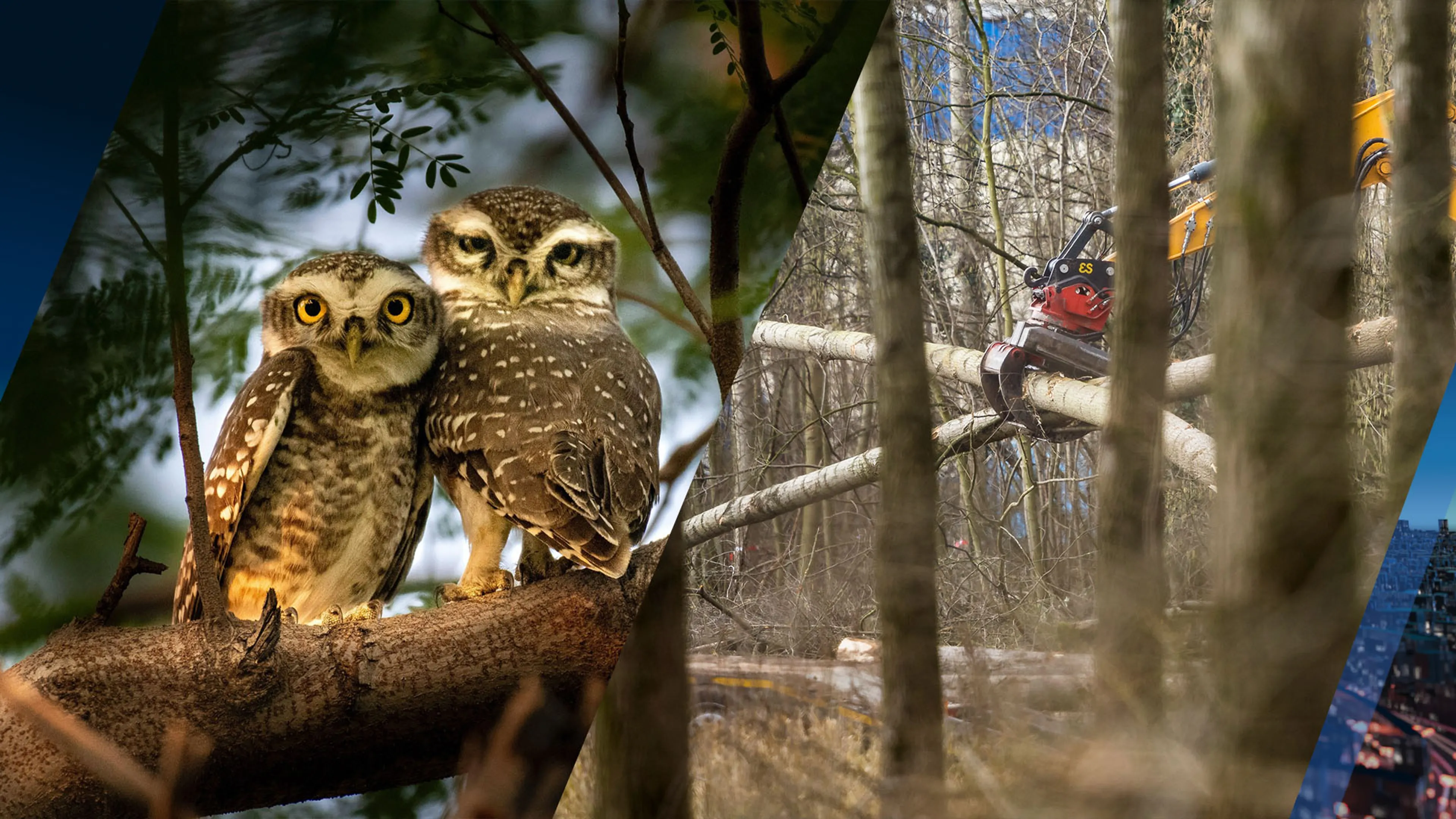 Bosuilenpaar legt kap Sterrebos deels stil: nest met eieren ontdekt