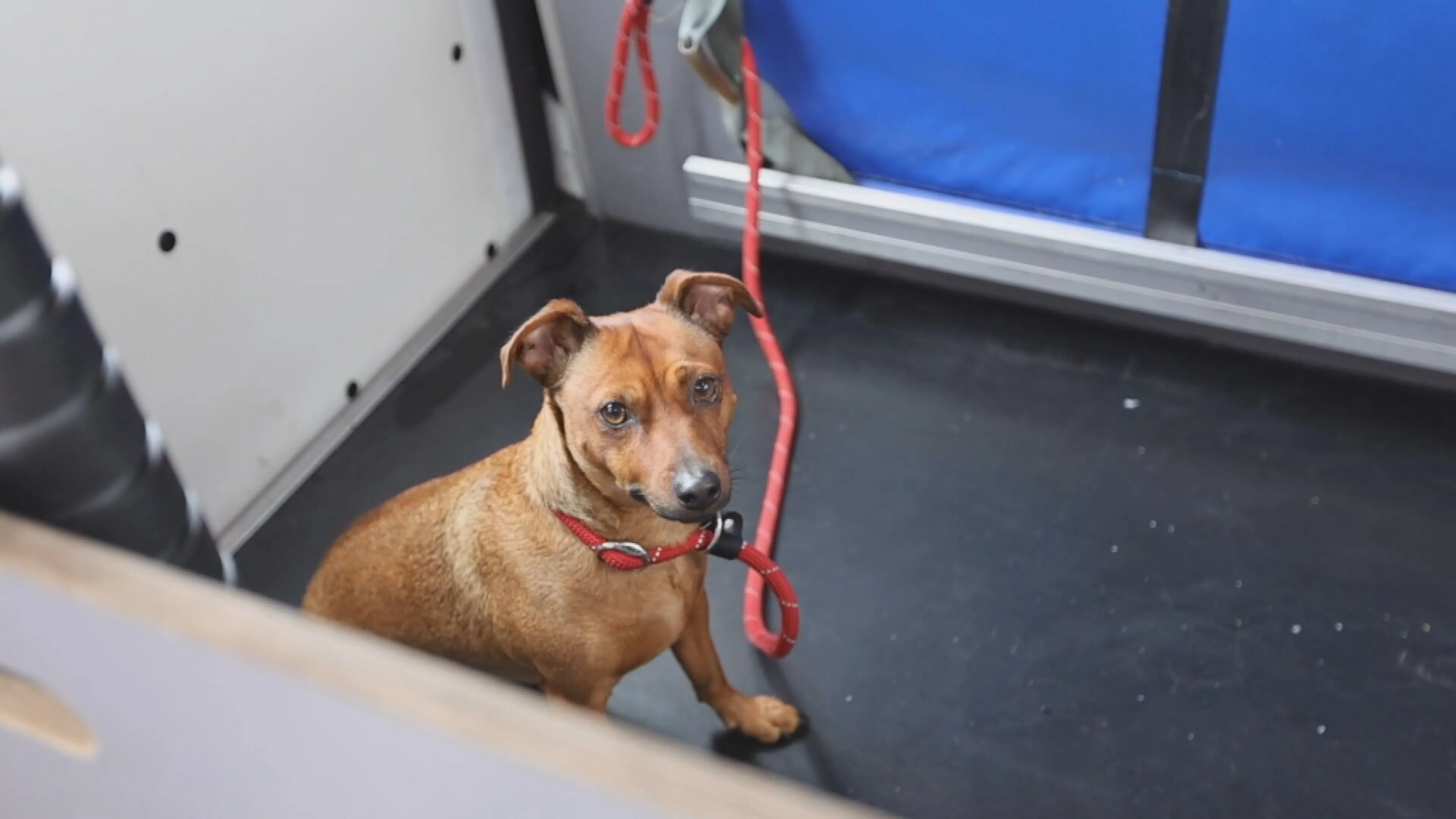 Man verlaat hotel zonder te betalen en laat hondje achter