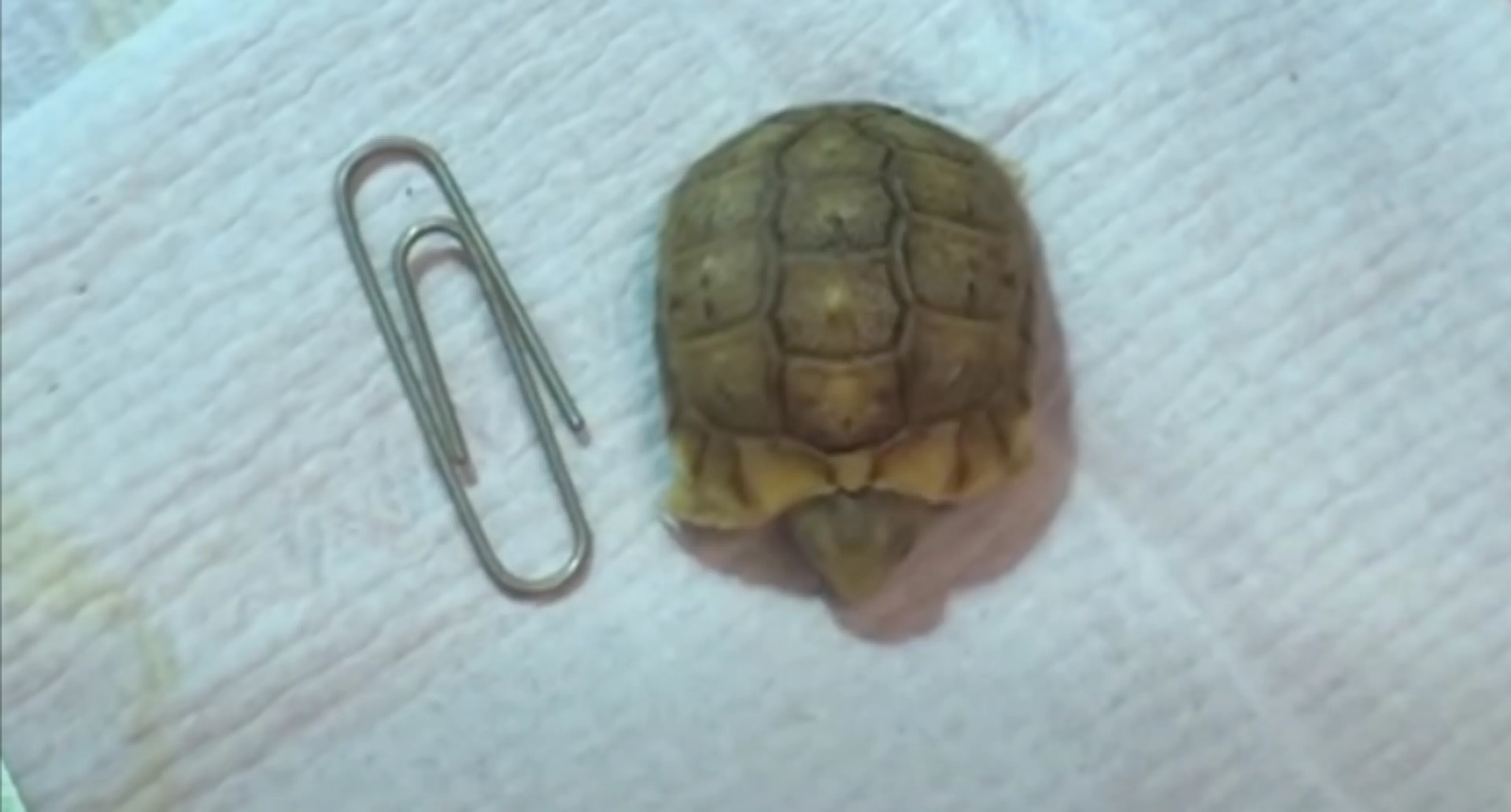Babyschildpad zo groot als paperclip geboren in Diergaarde Blijdorp