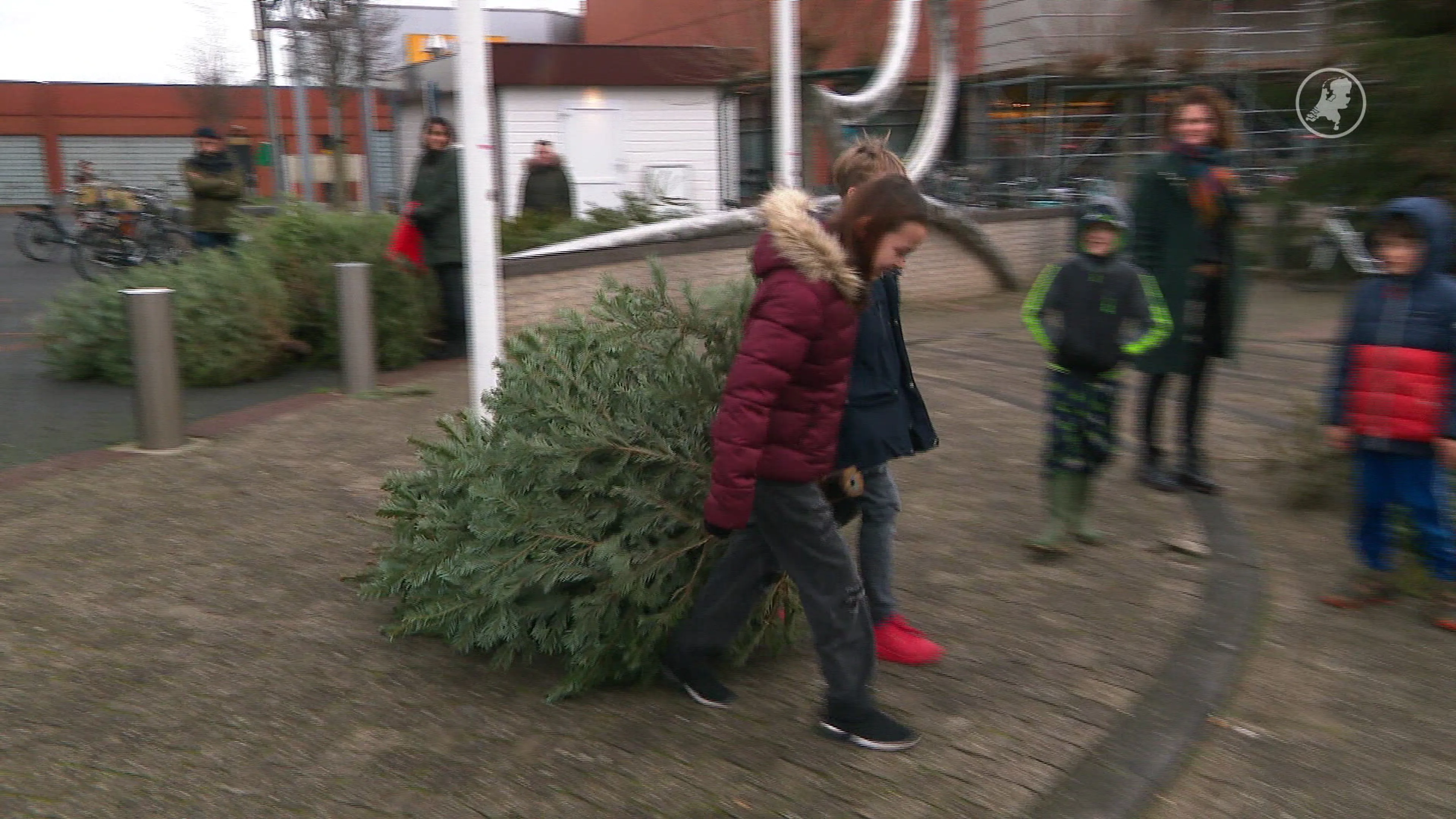 Grootste deel tuigt dit weekend kerstboom af, klein deel wacht tot na Driekoningen