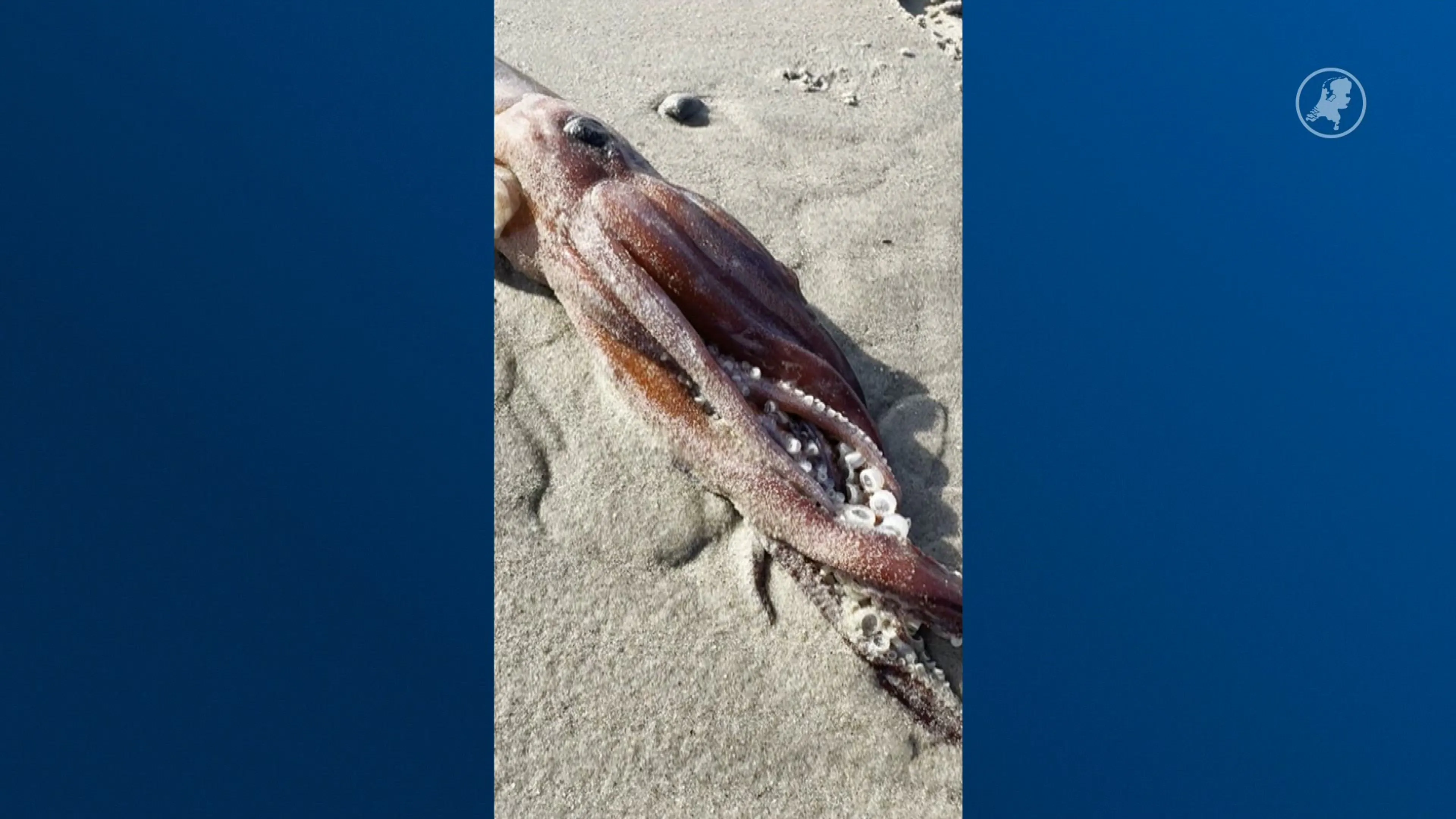 Opvallend veel grote pijlinktvissen aangespoeld langs Nederlandse kust