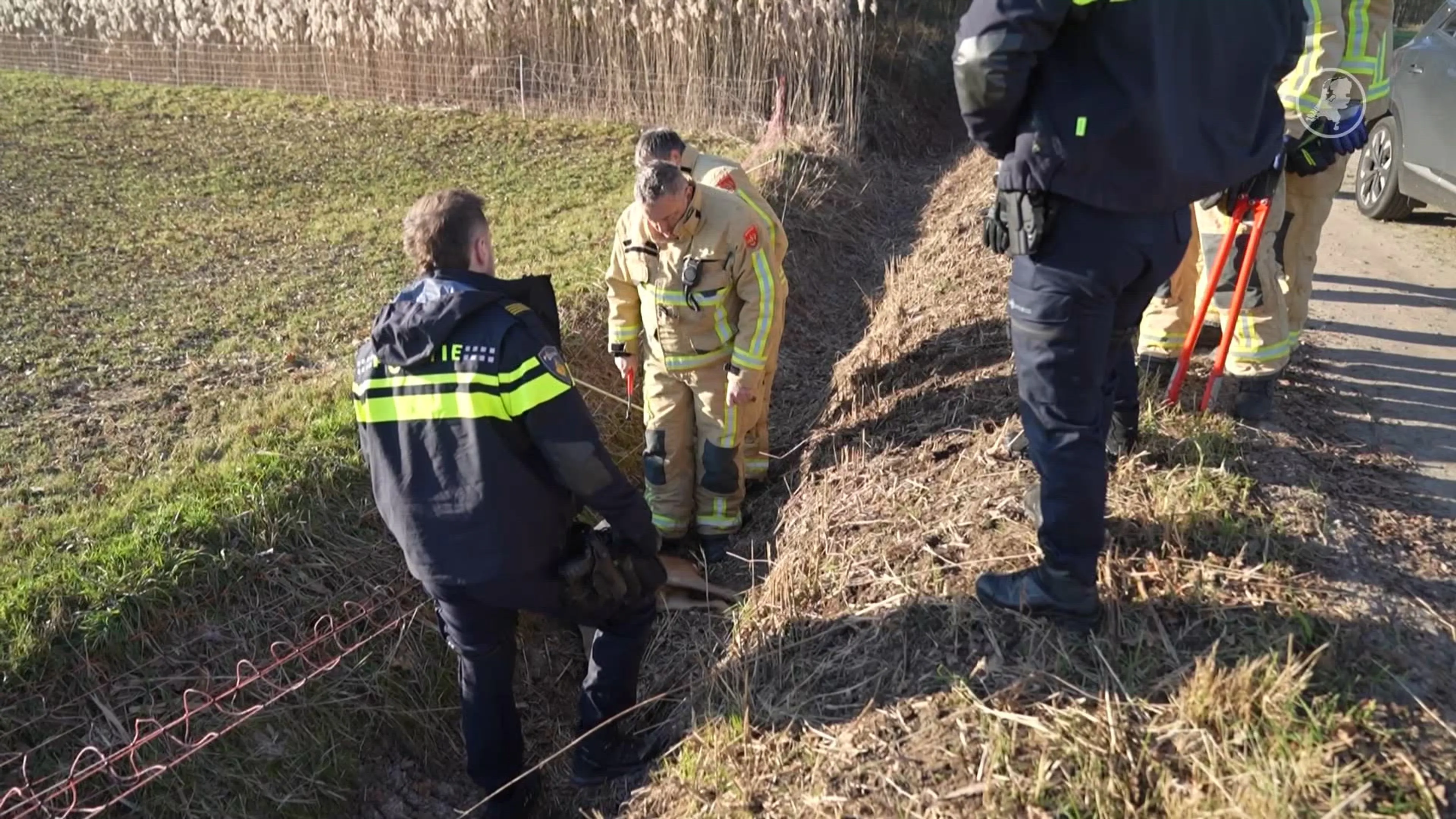 Verstrikt reetje overlijdt in Weert