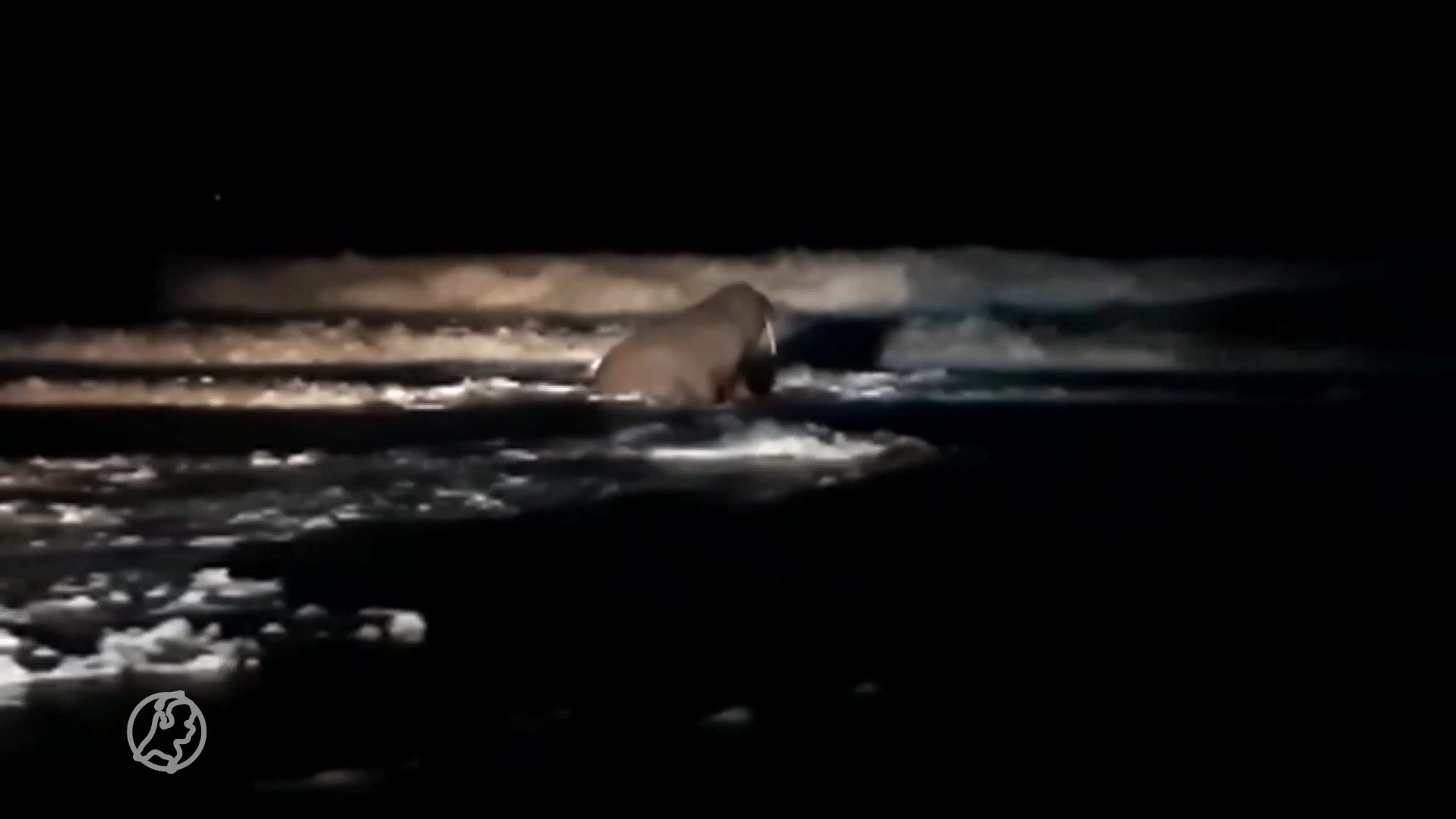 Bijzondere gast op strand, walrus Thor brengt bliksembezoek aan Petten