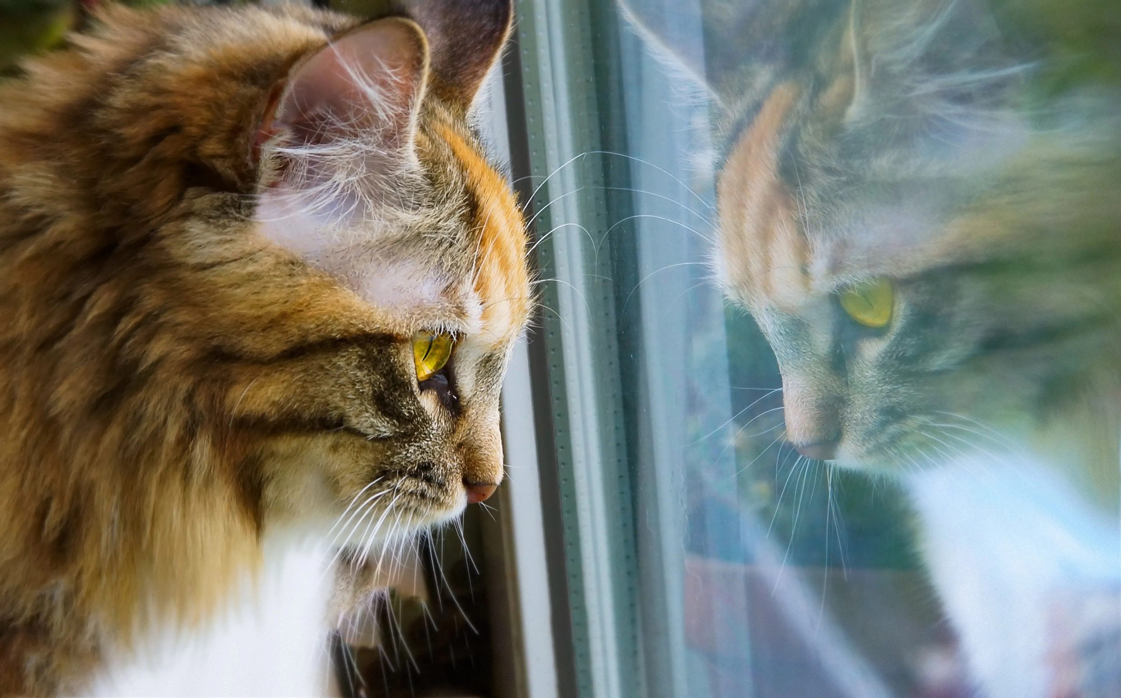 Dierenambulance: pas op dat je kat niet vast komt te zitten in kantelraam