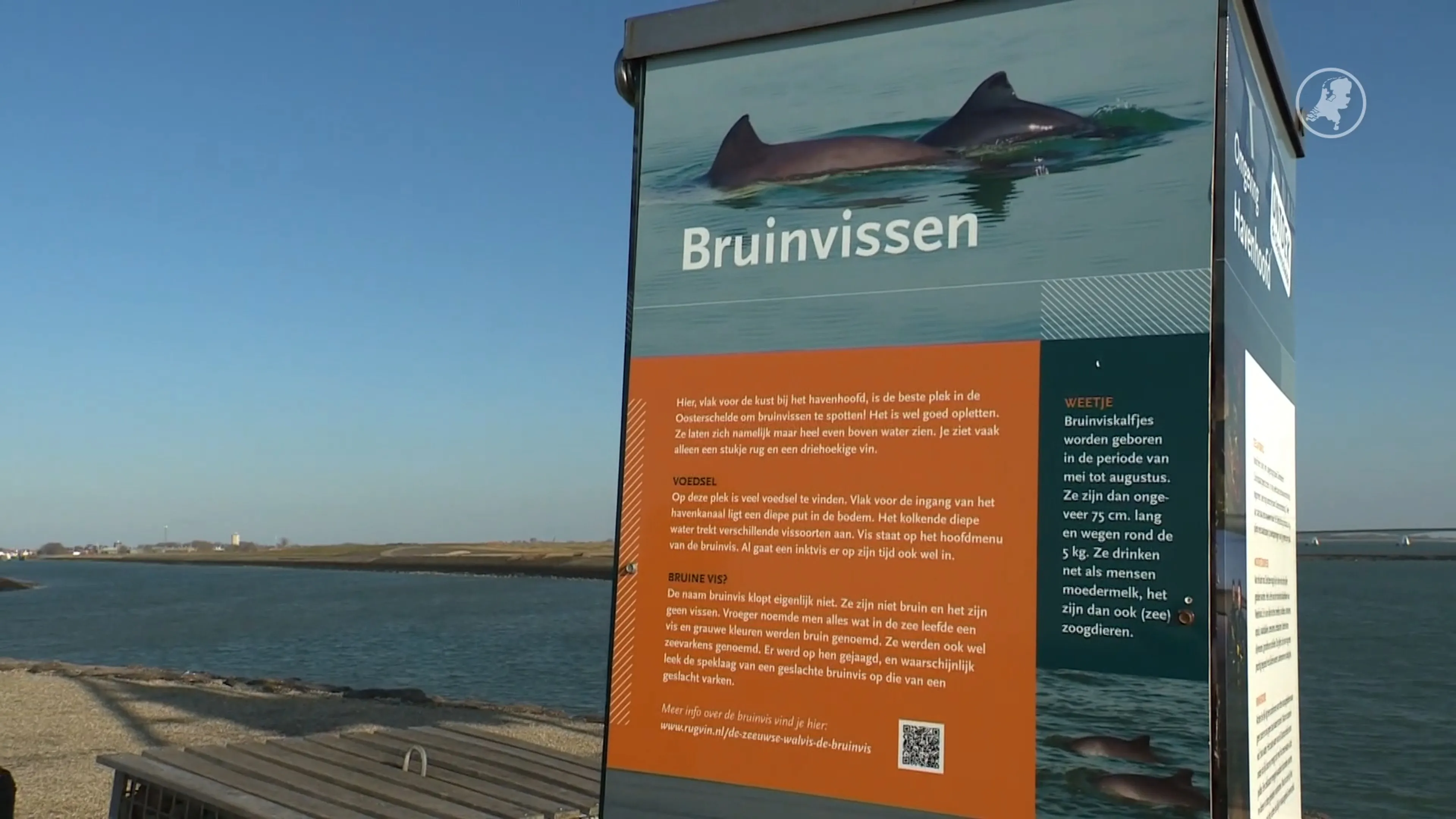 Stichting Rugvin lanceert op Walvisdag adoptieprogramma voor bruinvissen