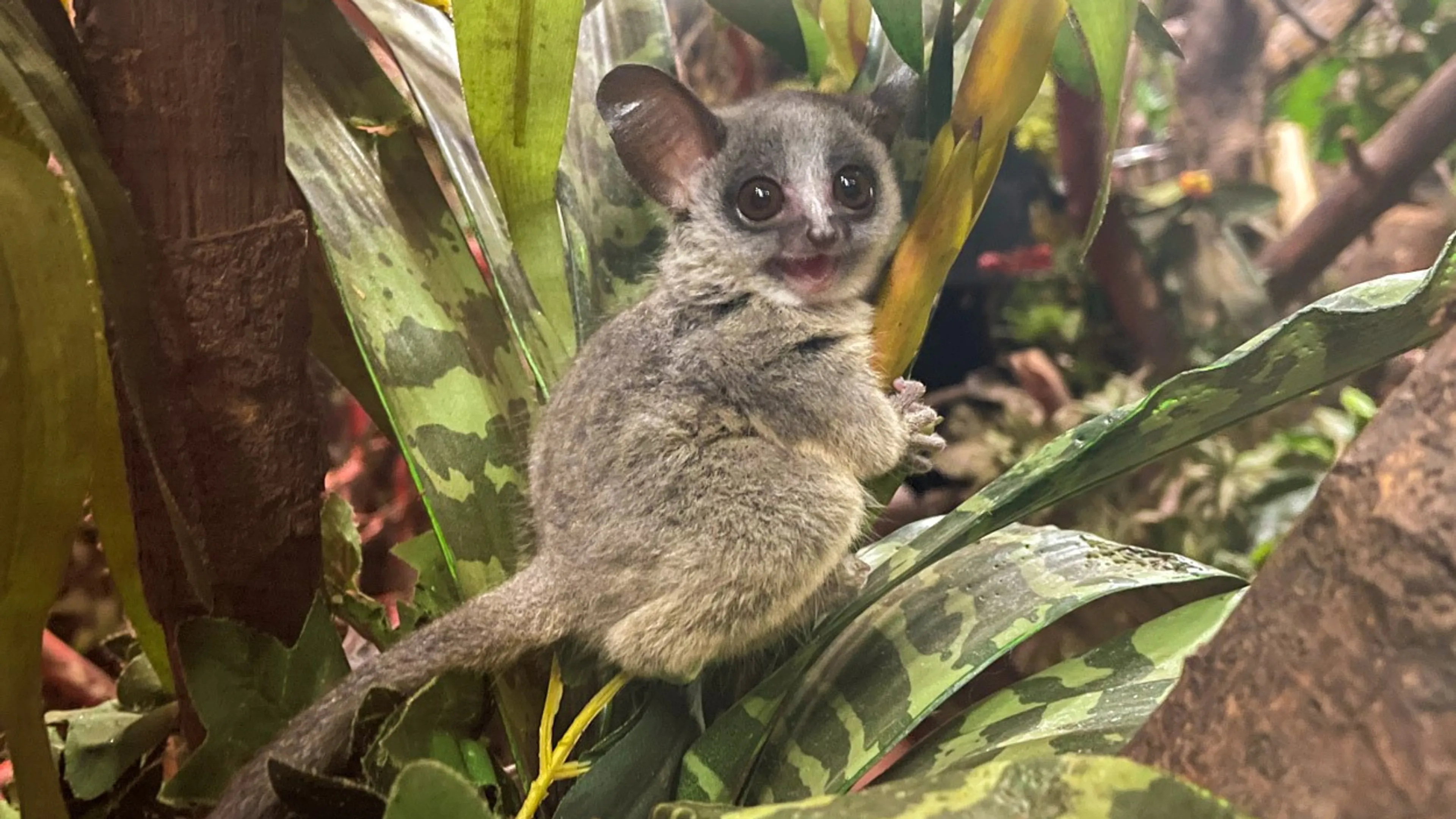 ZIEN: Twee schattige galago-aapjes geboren in DierenPark Amersfoort