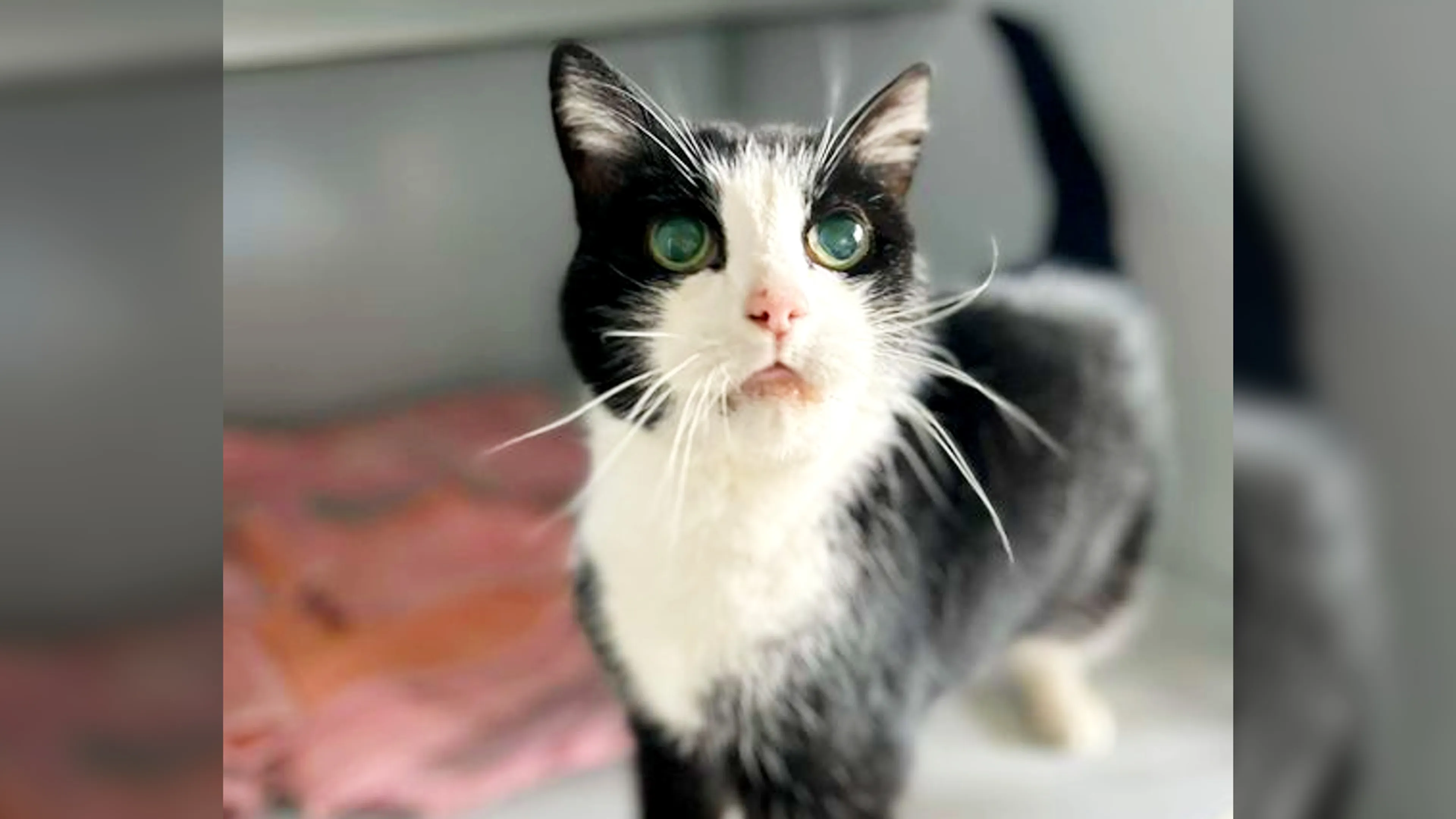 Vermiste kat Teigertje (18) na tien jaar herenigd met baasjes