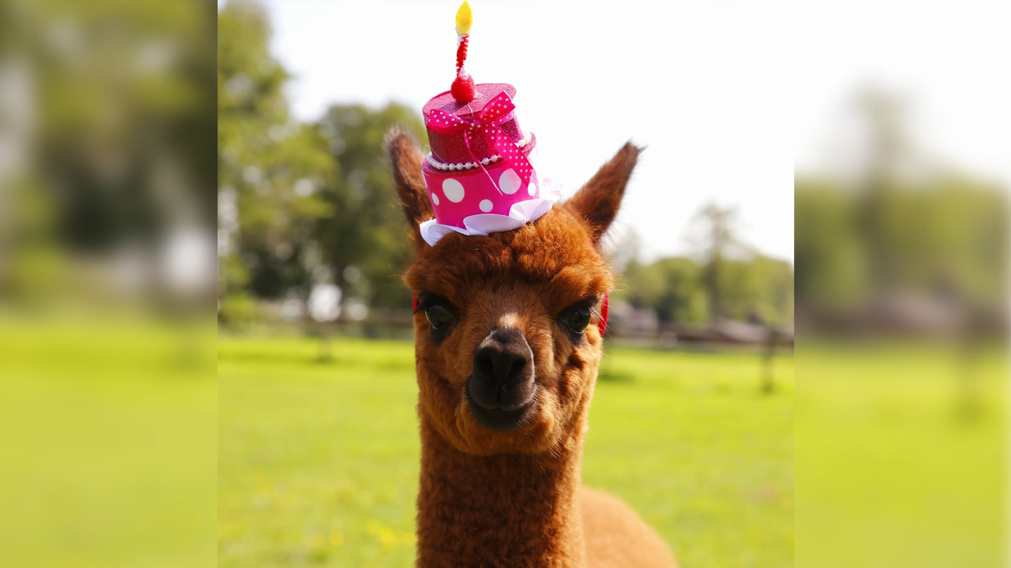 Hit: videovergaderen met alpaca's