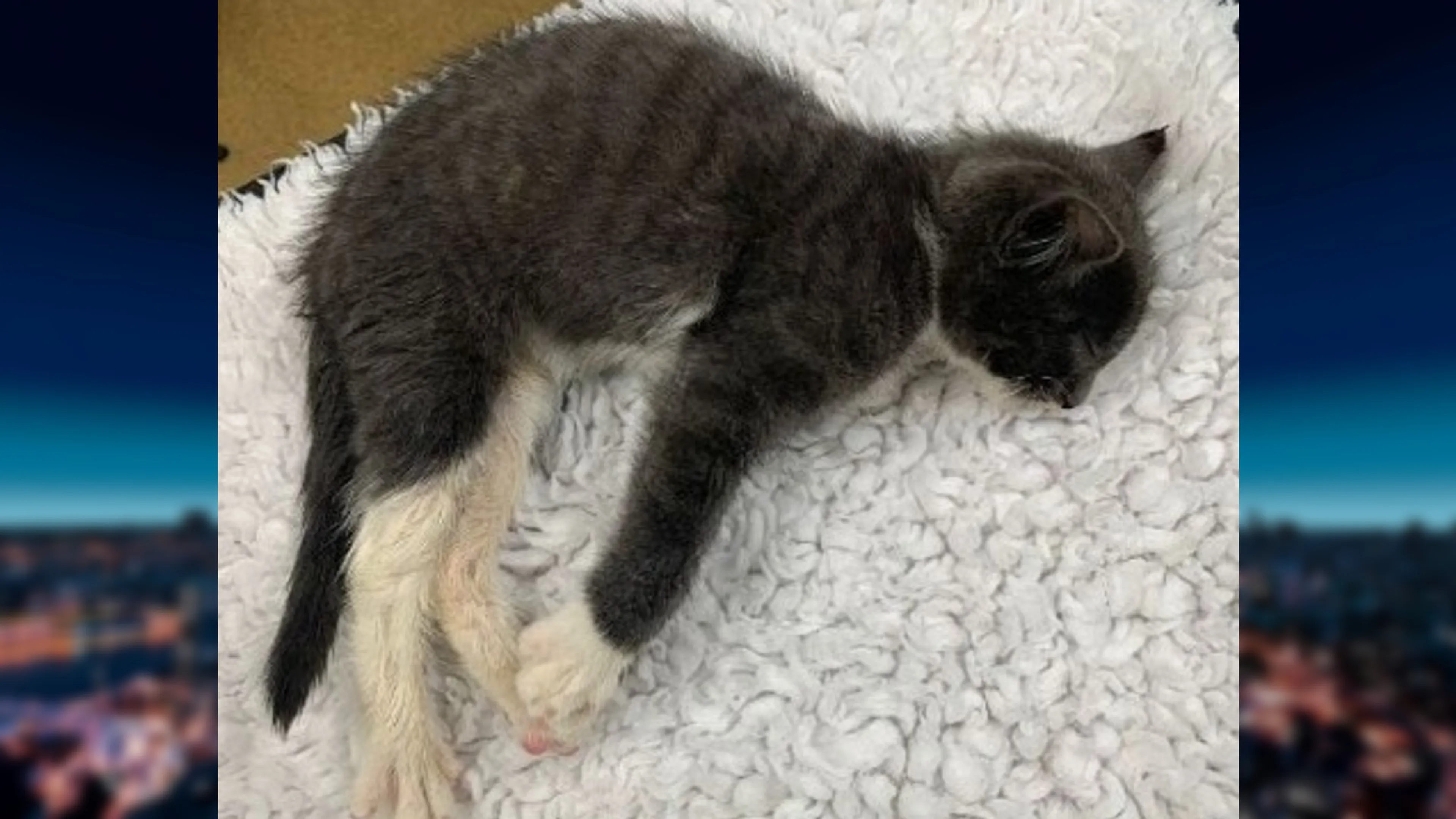 Zwaargewonde kitten in Ikea-tas gedumpt in Zuiderdijk, politie hoopt op tips