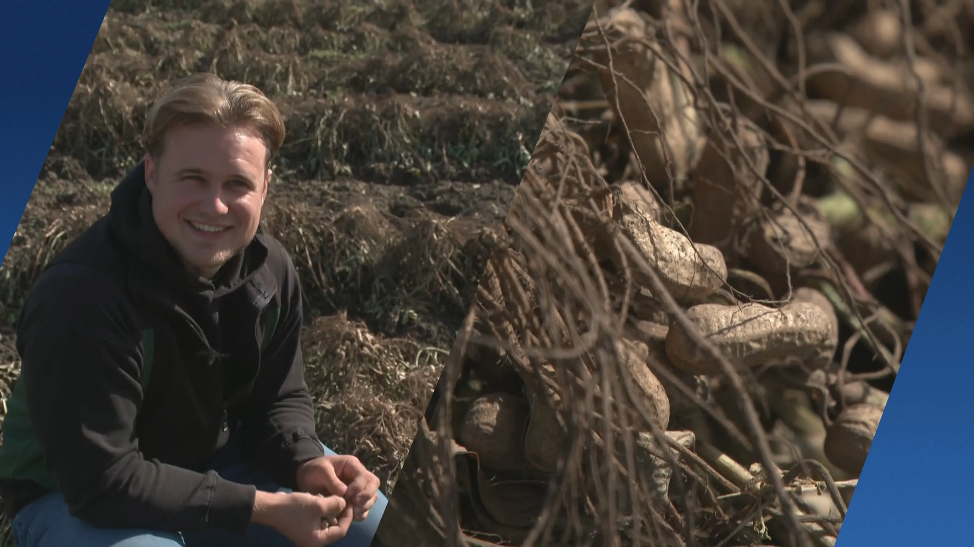 Straks pindakaas van eigen bodem? Timo oogst duizenden kilo's pinda's