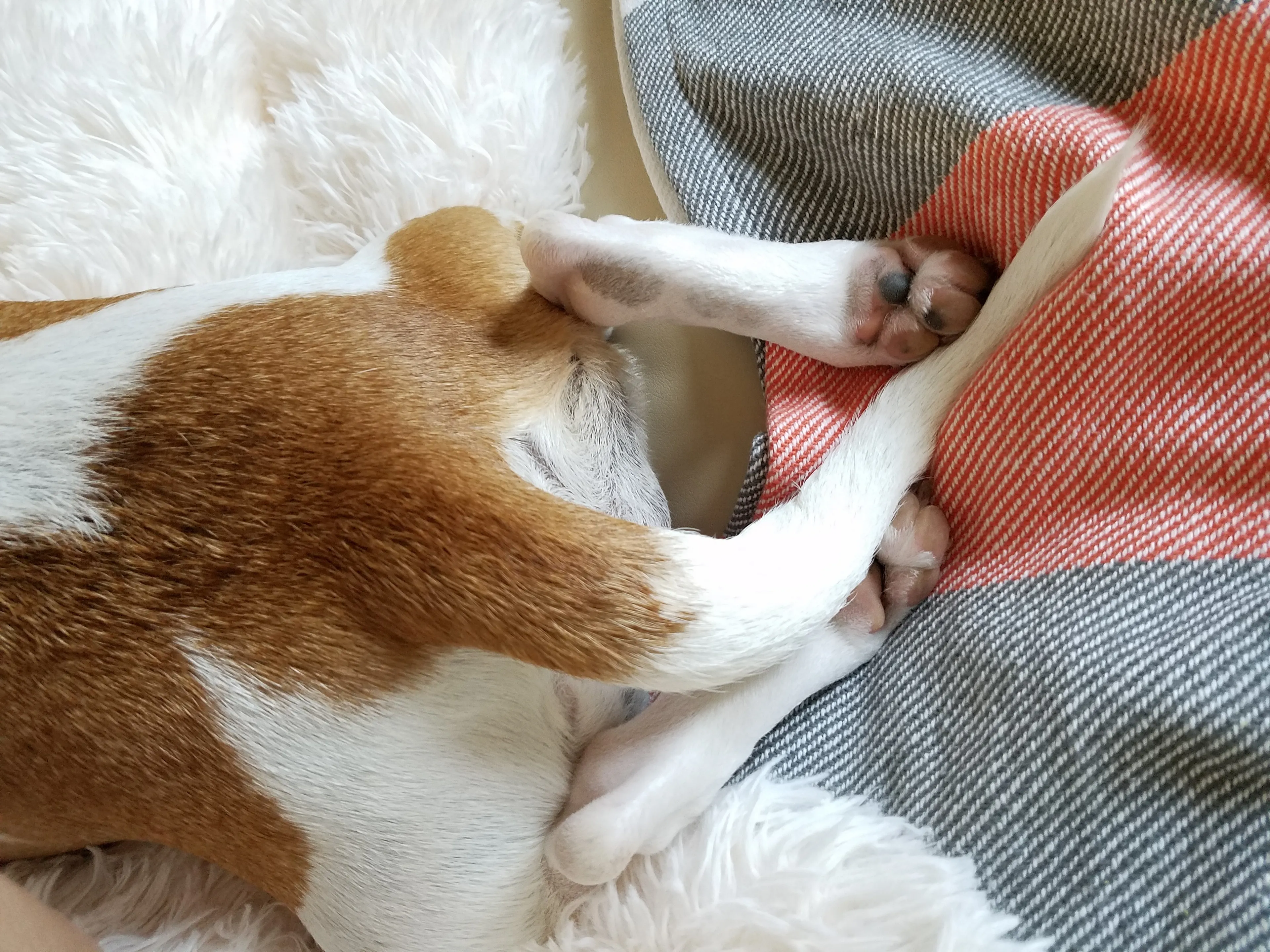 Hond doodgereden tijdens uitlaten in Zwaagdijk-Oost, bestuurder rijdt door