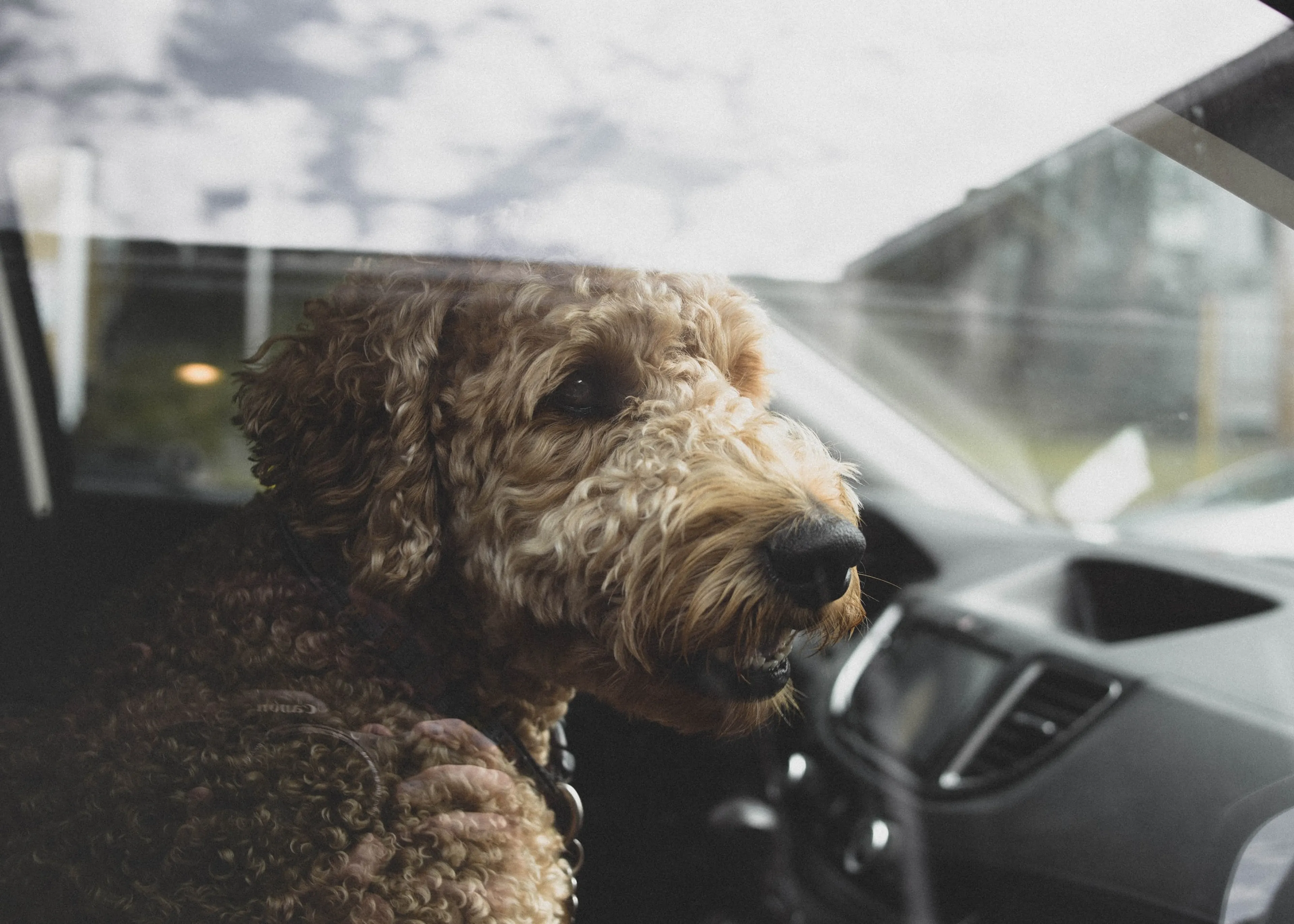 Efteling-bezoekers laten opnieuw honden achter in bloedhete campers op parking