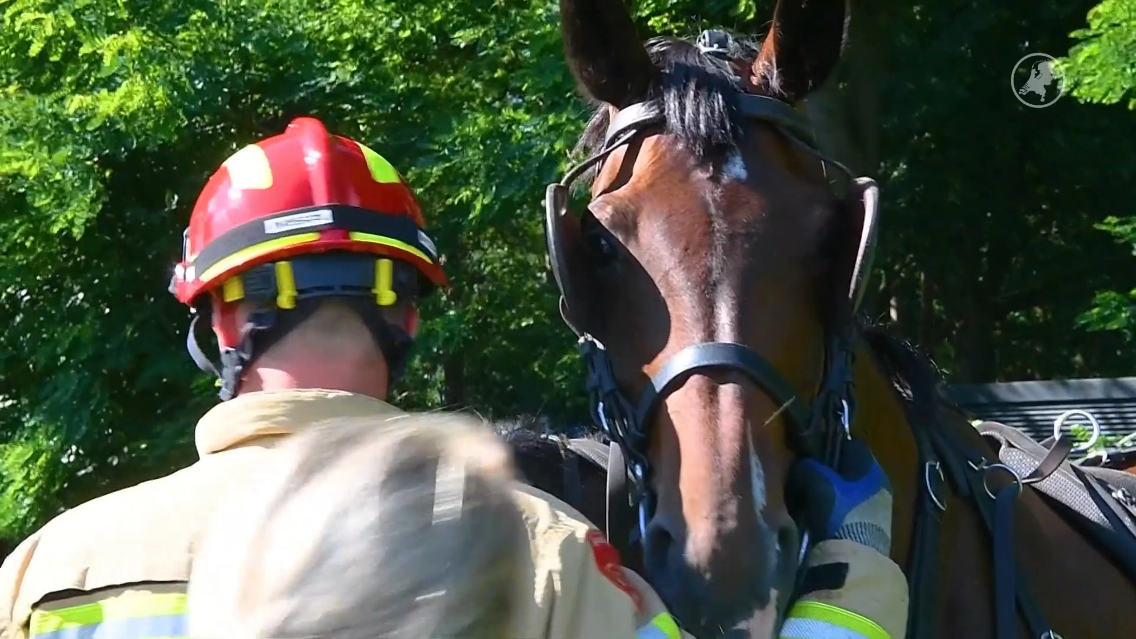 Man zwaargewond na ongeluk met tweespan, paarden sloegen op hol