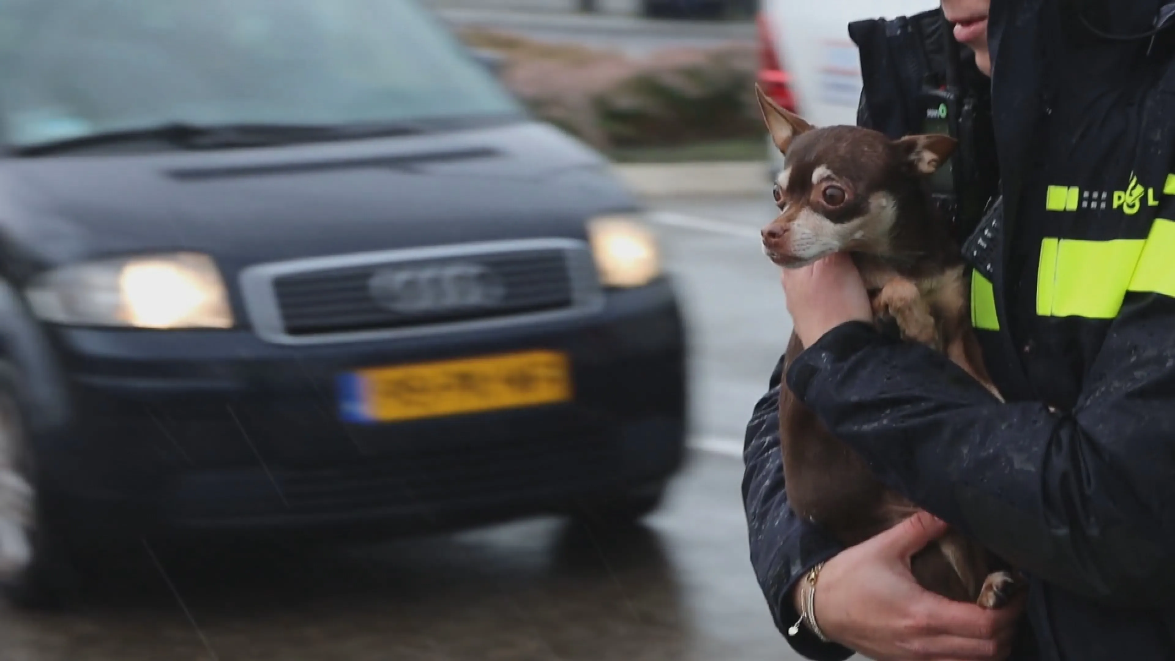 Auto met kinderen en hondje gelanceerd in verkeerspaal