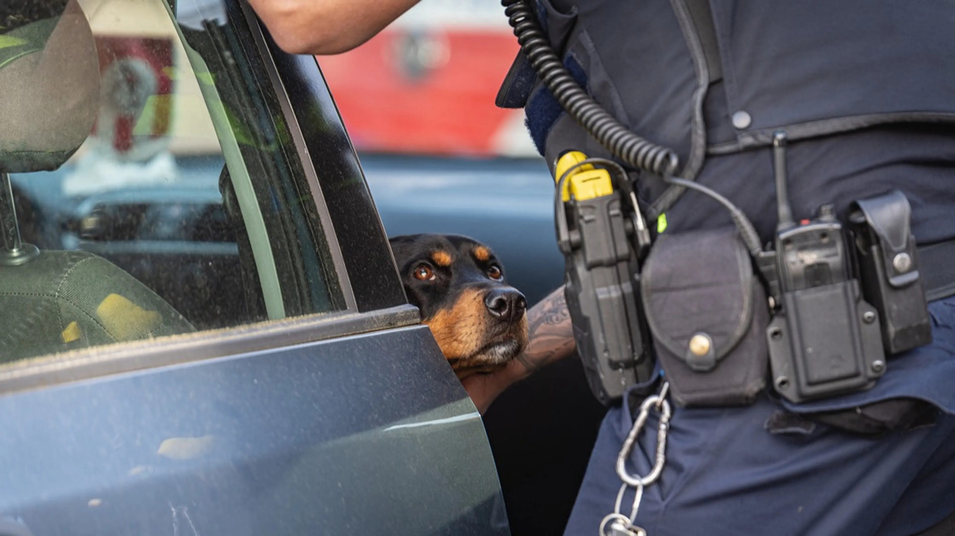 'Hond Dibbes na 24 uur bevrijd uit auto in Rotterdam'