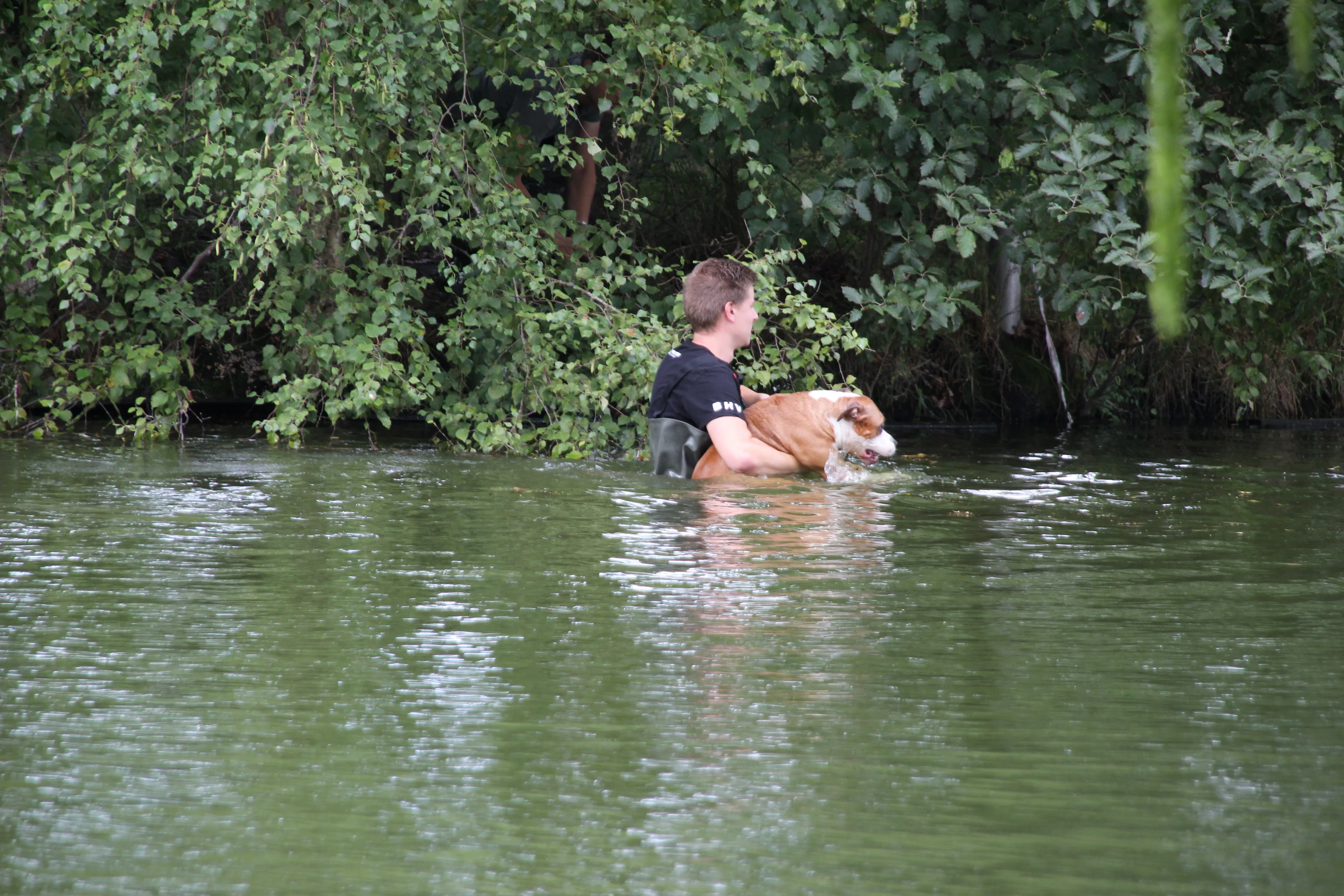 Hond dreigt te verdrinken en zwemt in paniek rondjes