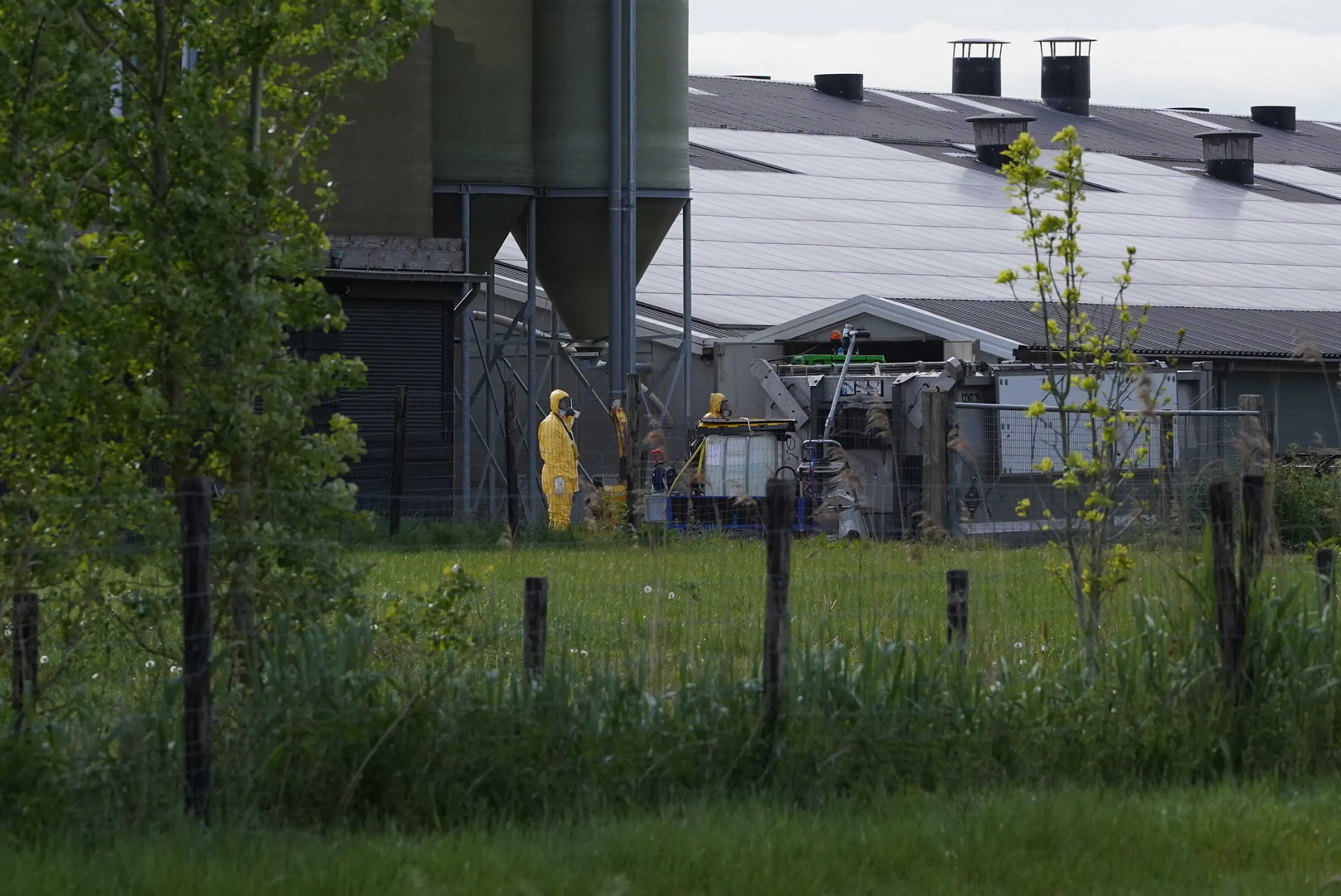 Vogelgriep vastgesteld in Biddinghuizen: 55.000 kippen gedood