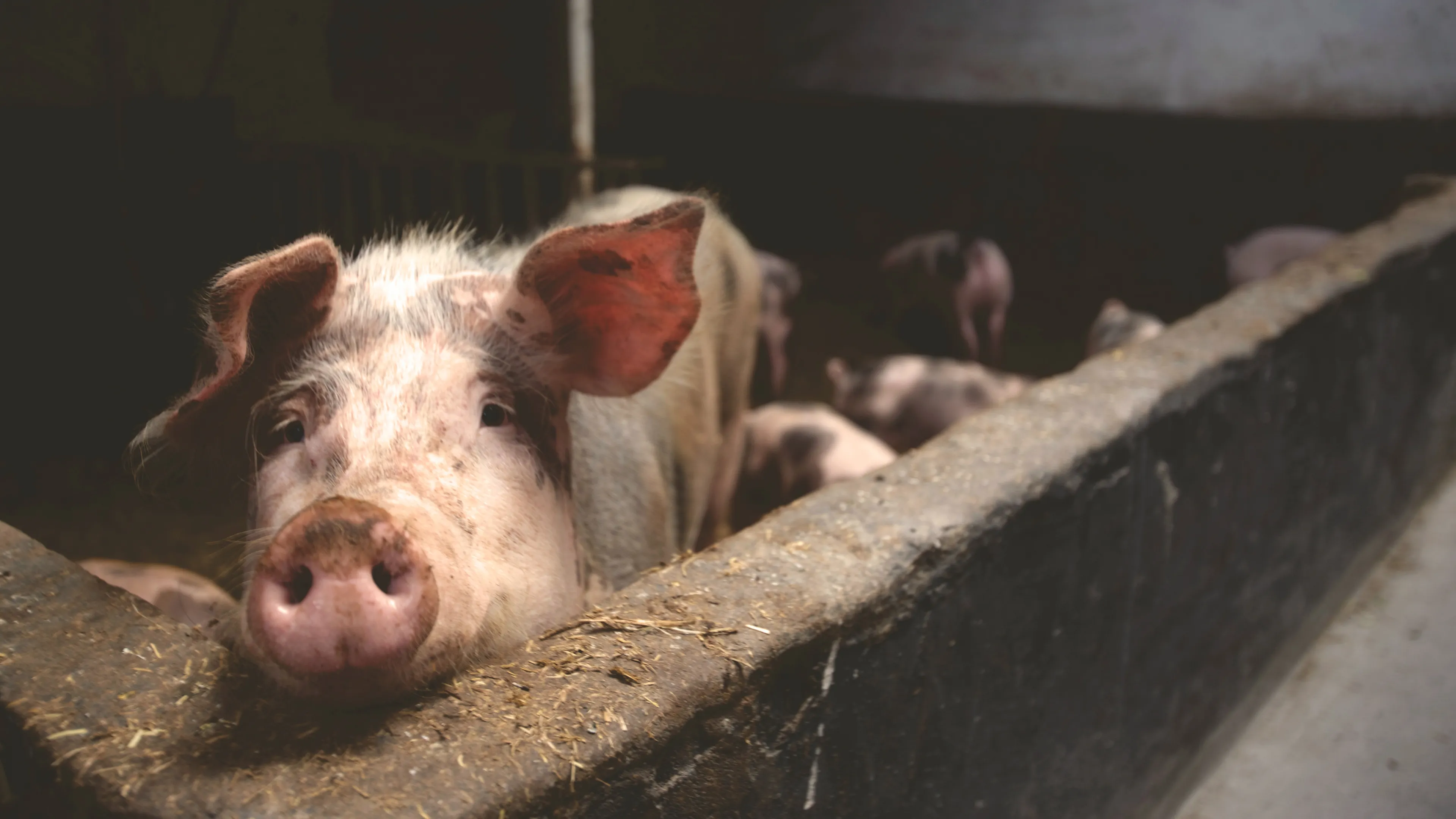 Werkstraf voor boer wegens zwaar verwaarlozen duizenden varkens: 'Tenhemelschreiend'