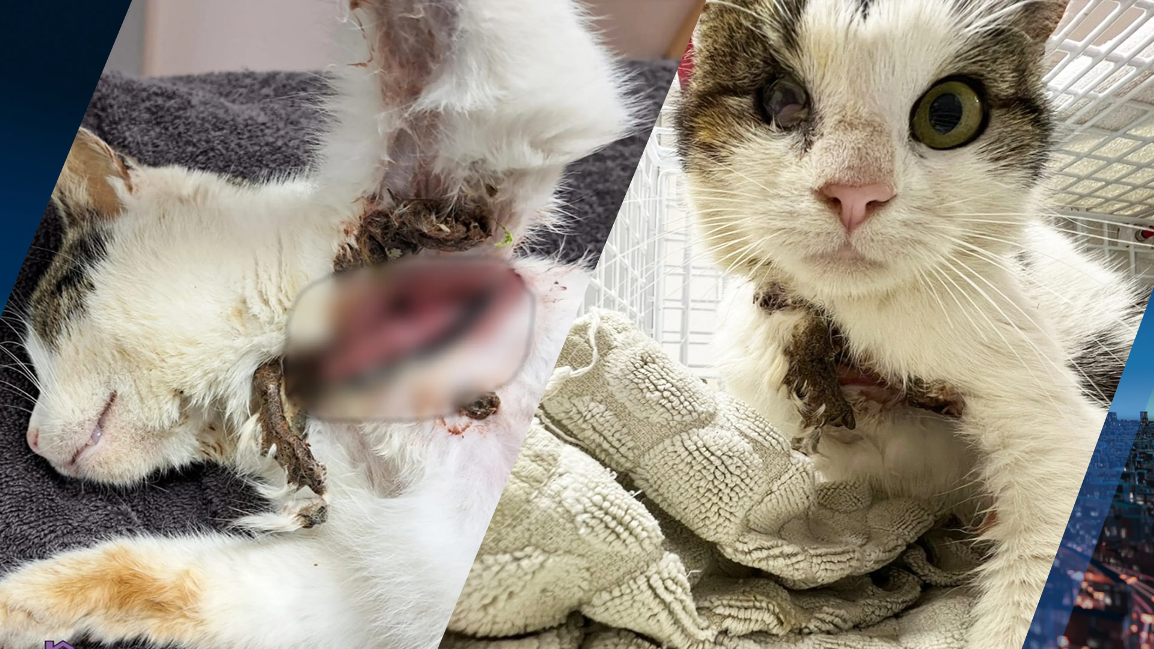 Dierenambulance redt hoogzwangere poes met strakgetrokken tiewrap om nek