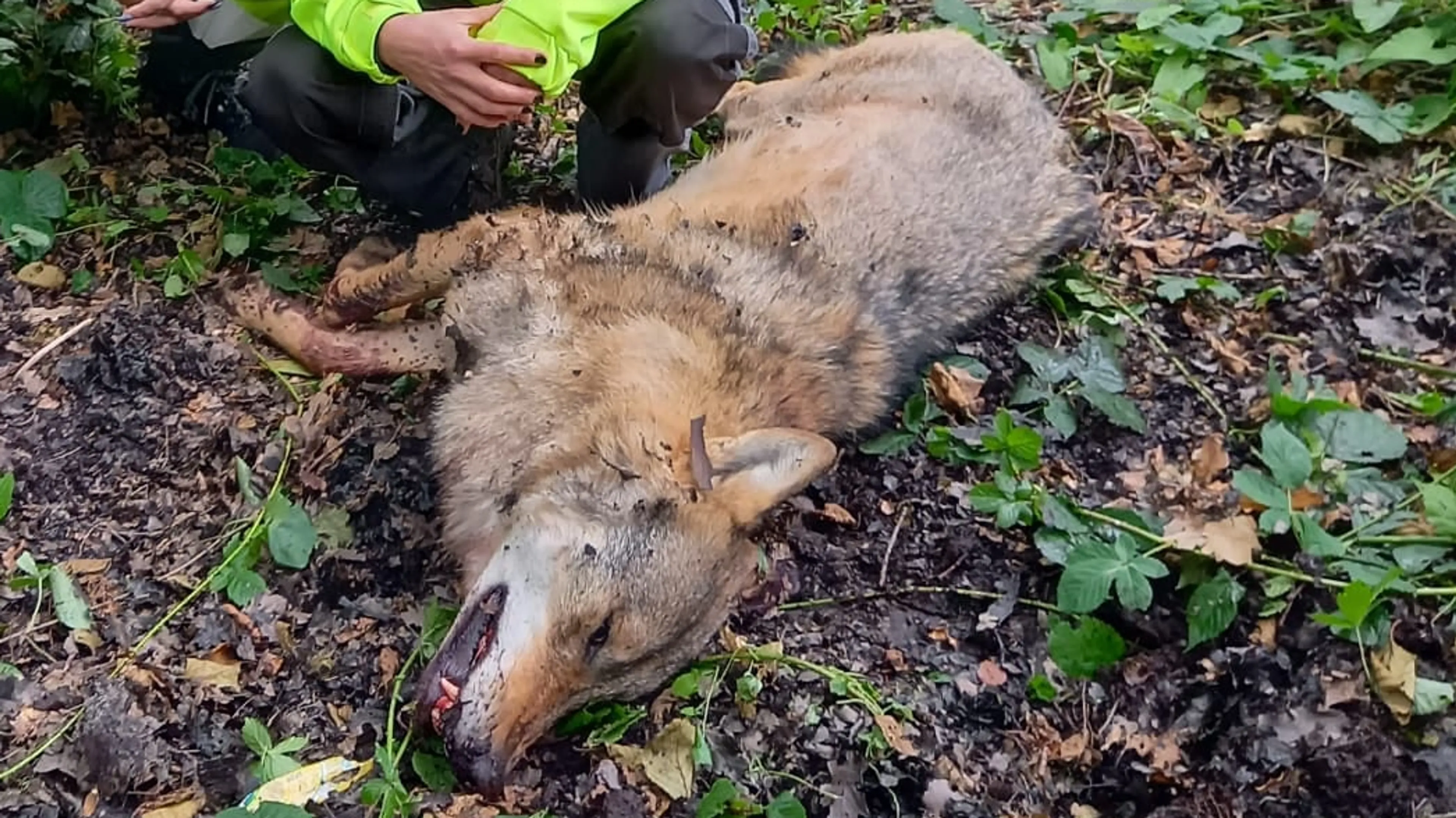 Politie zoekt twee mannen voor het doodschieten van wolf in Stroe