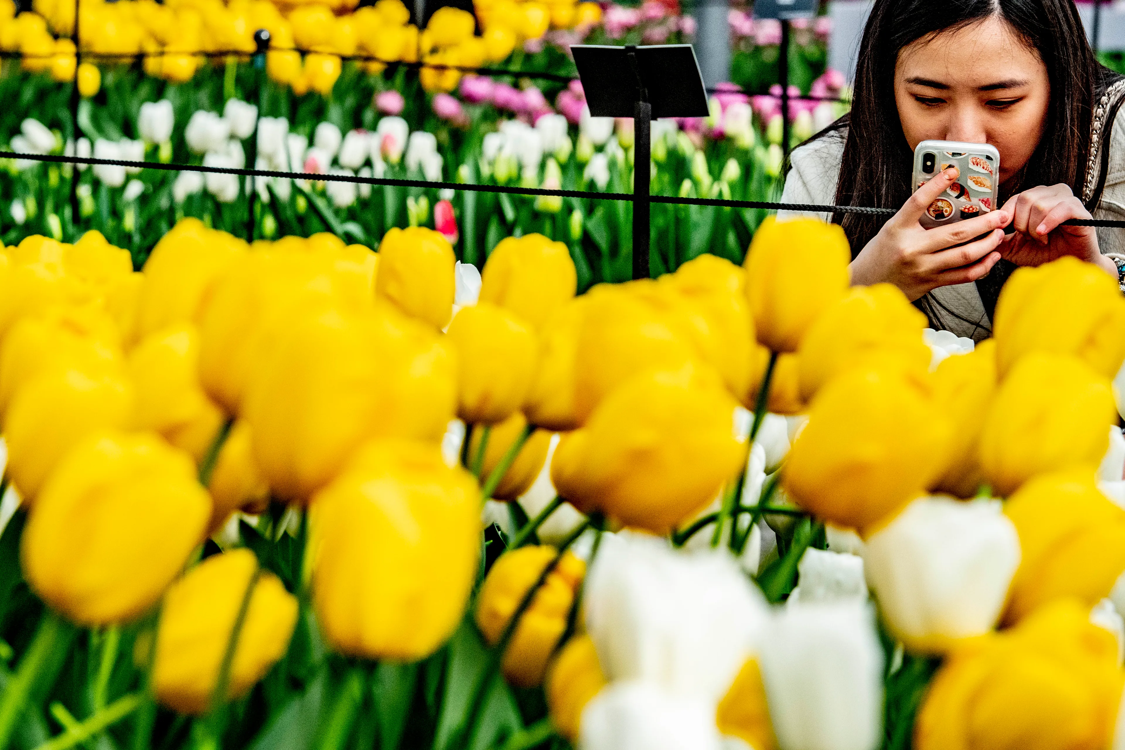 Keukenhof gaat dit jaar helemaal niet meer open door coronacrisis