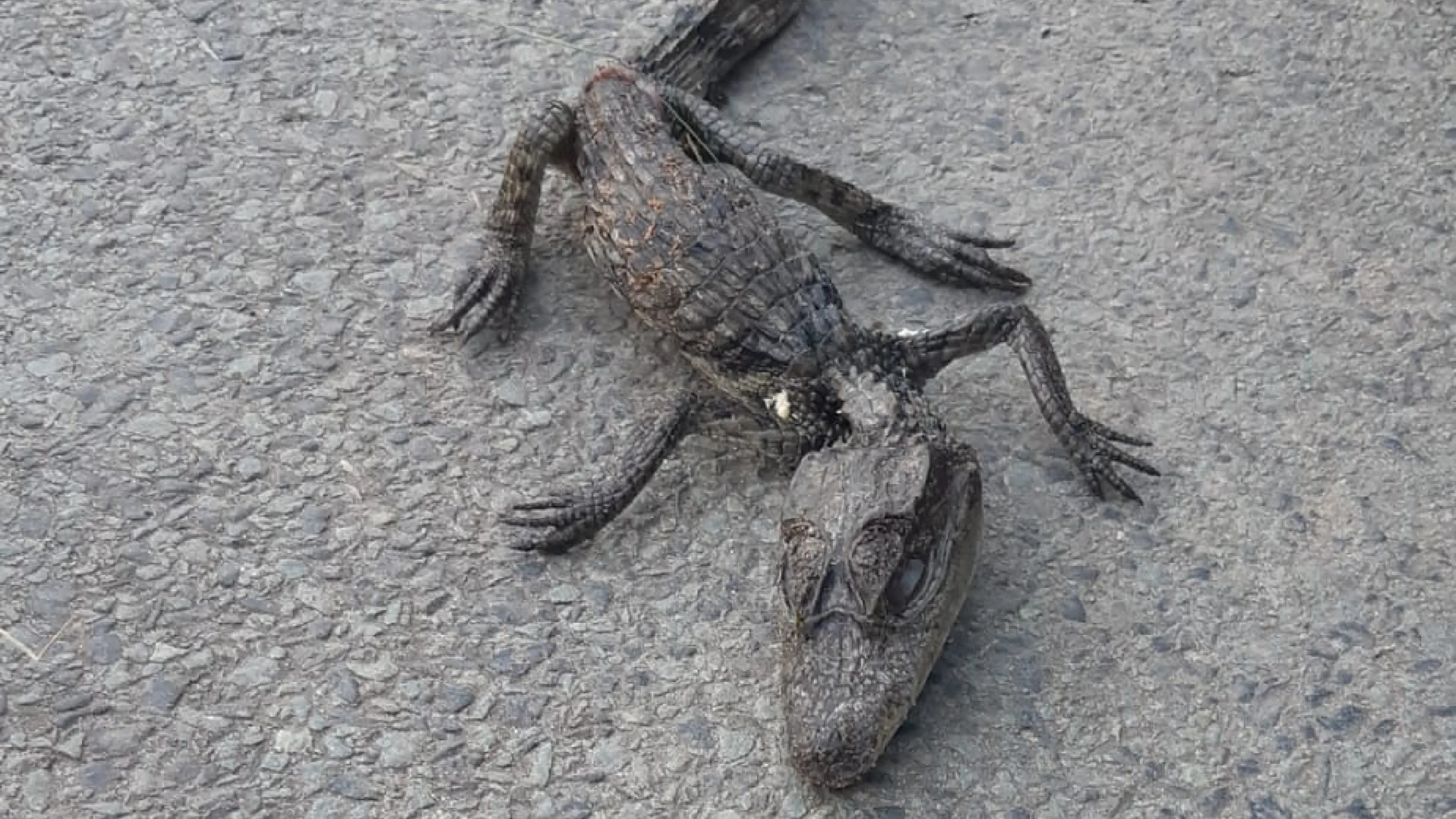 Dode kaaiman gevonden in Tilburg, mogelijk gedumpt