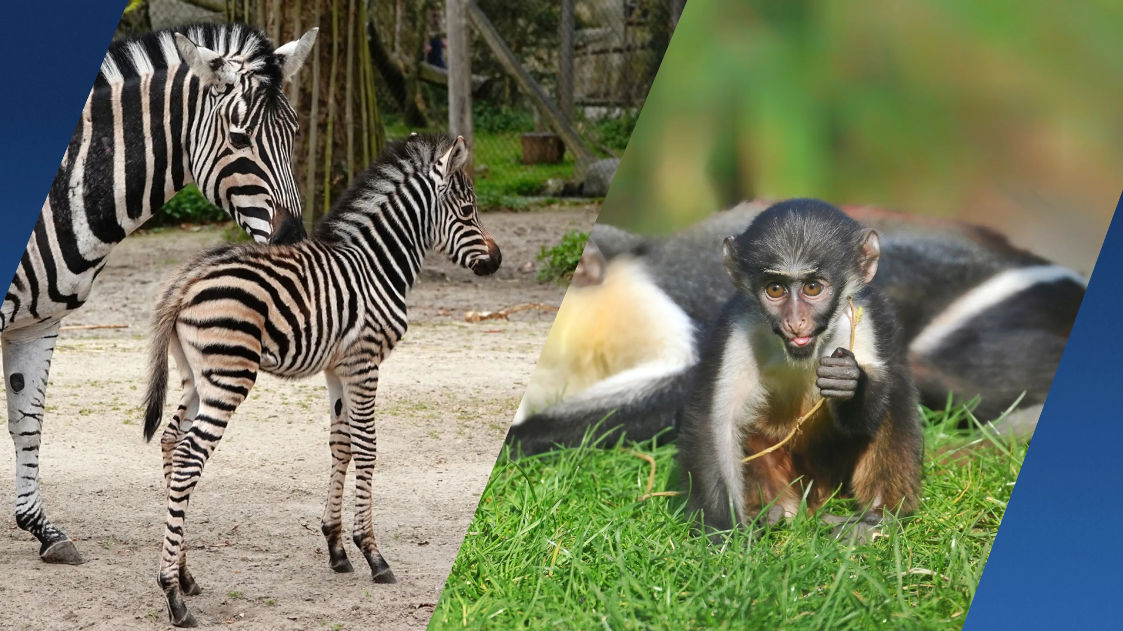 Babyboom in Diergaarde Blijdorp: deze jonge dieren zijn nu te zien
