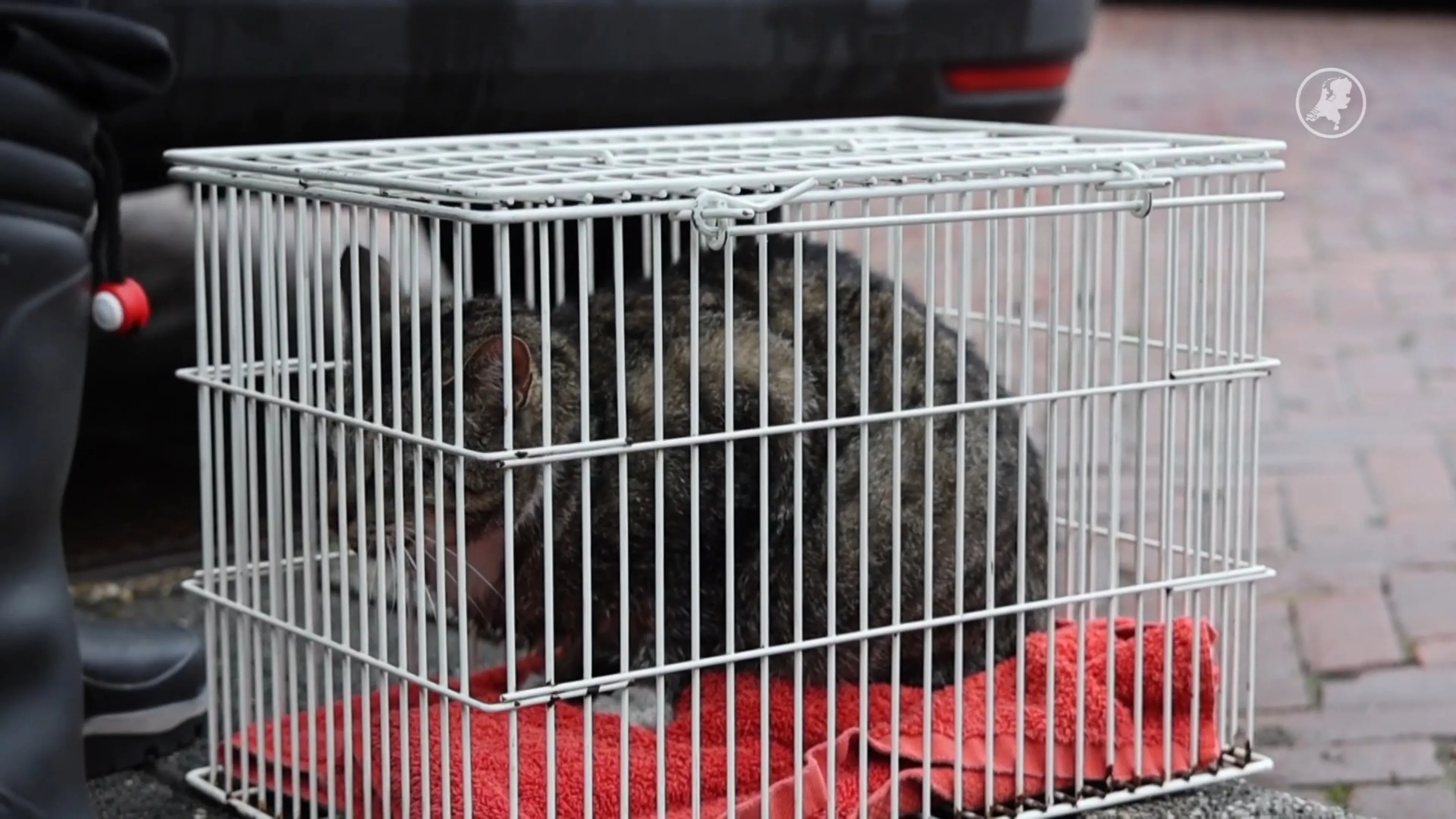 Brandweer redt twee katten uit brandende woning