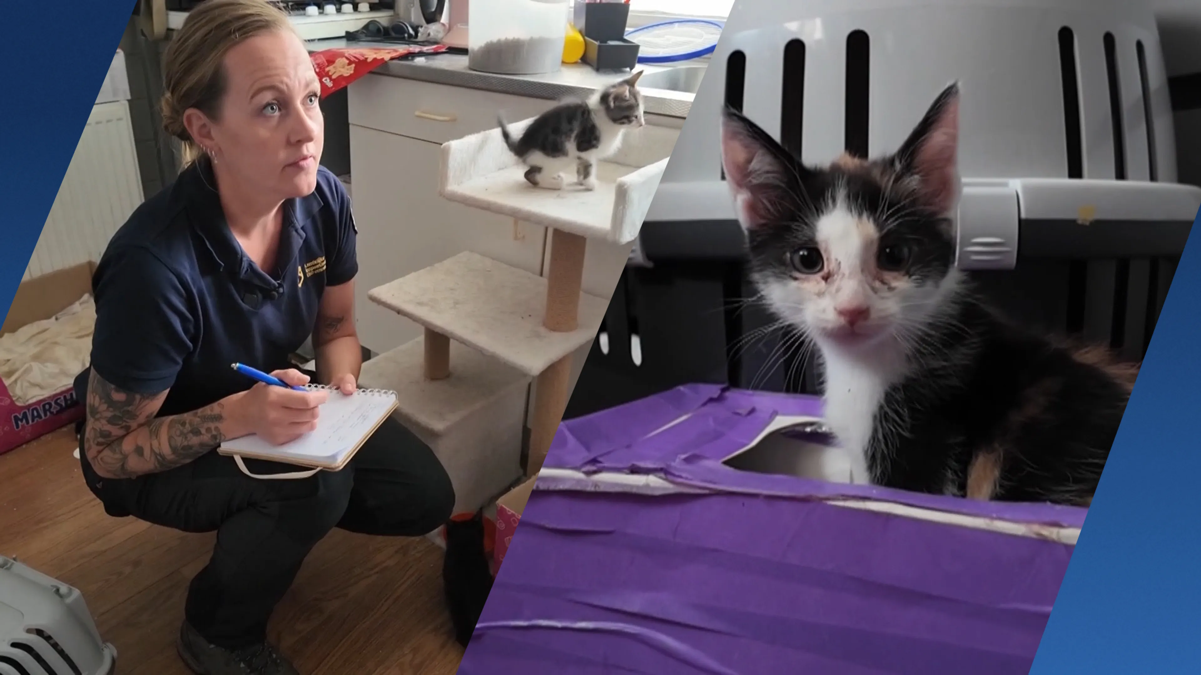 Achter de schermen bij de diereninspectie: dit gebeurt bij een melding