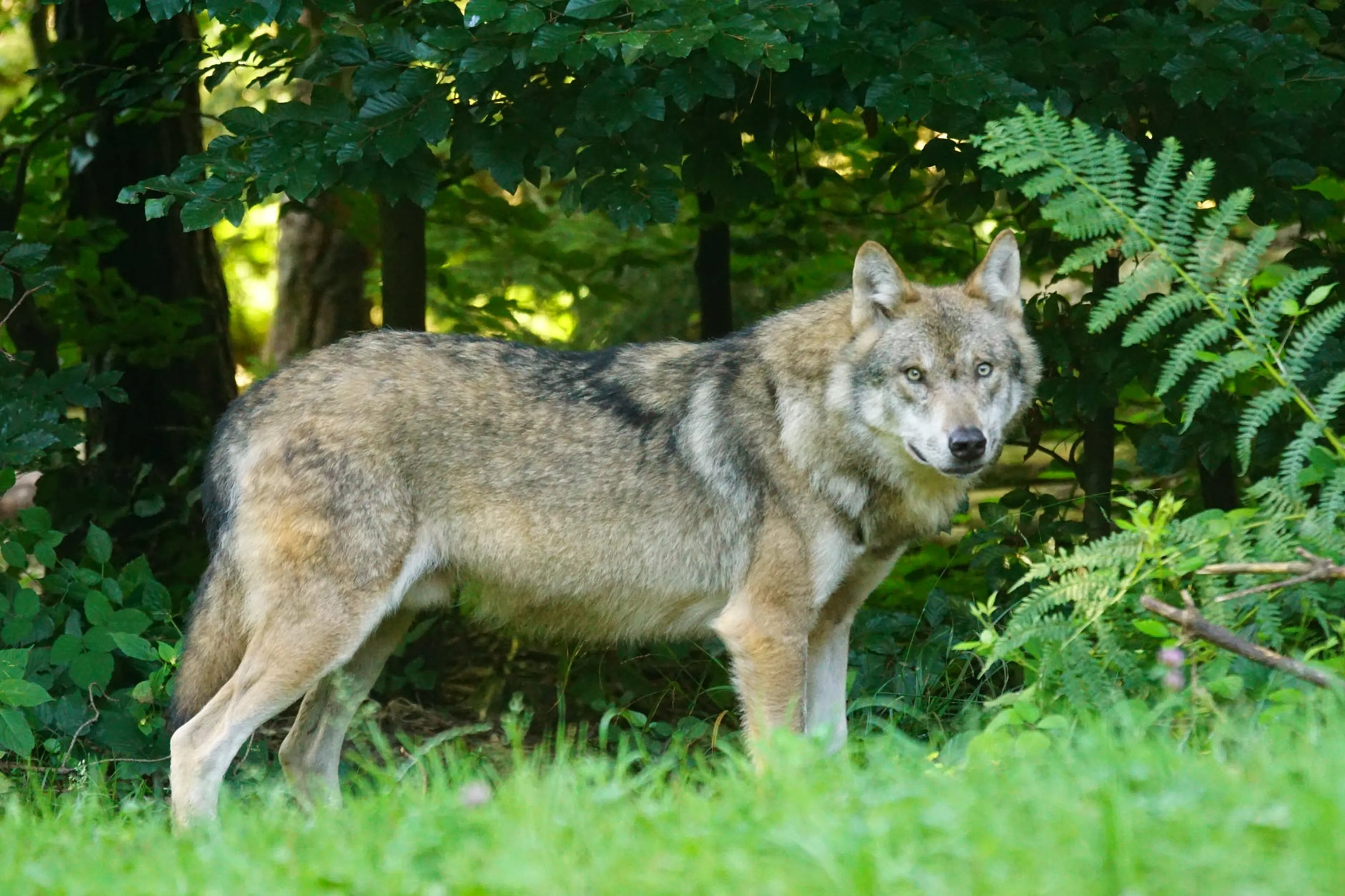Drie wolven doodgereden bij Otterlo: politie onderzoekt mogelijke opzet