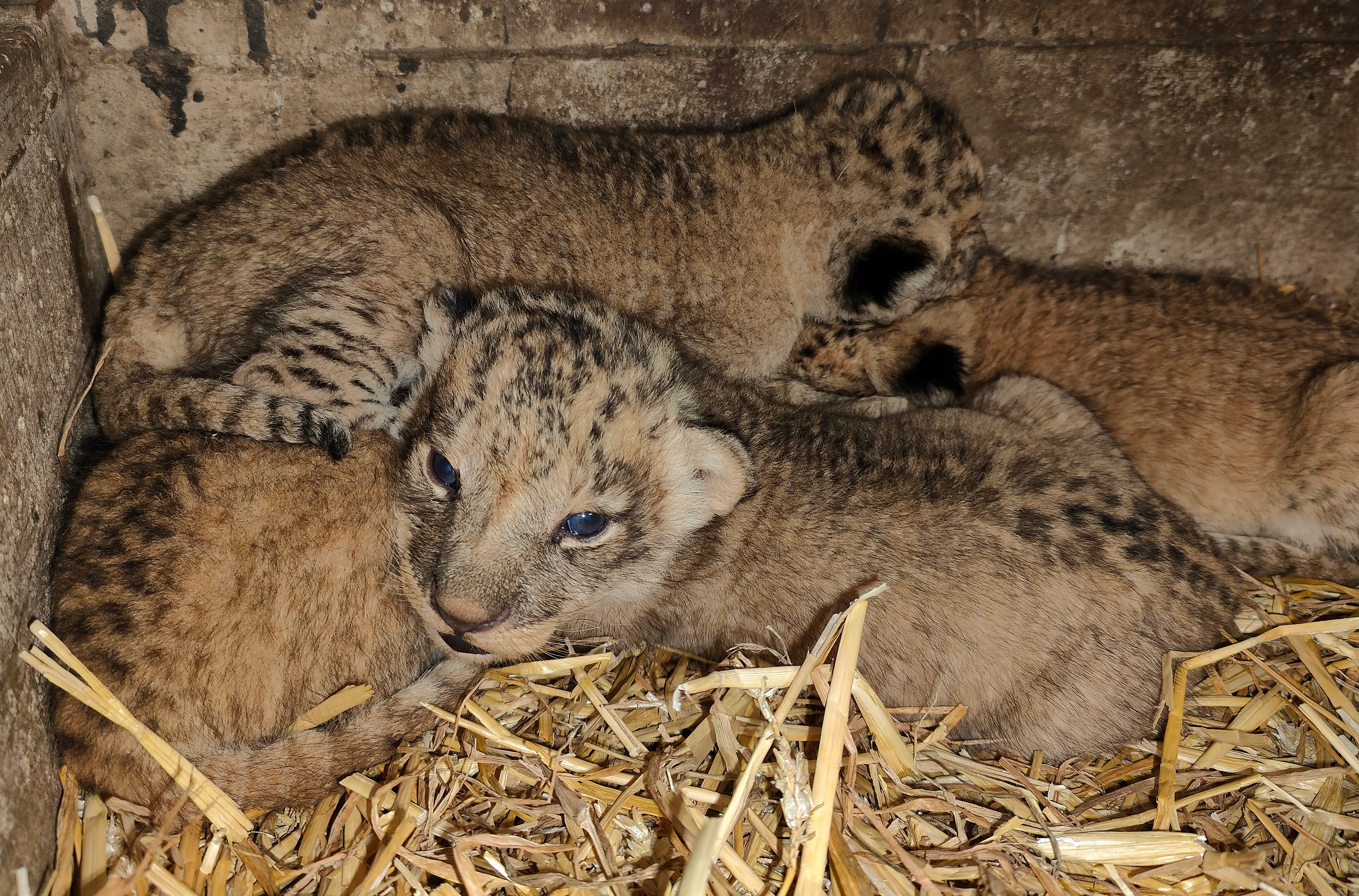 ZIEN: Vier leeuwtjes geboren in Safaripark Beekse Bergen