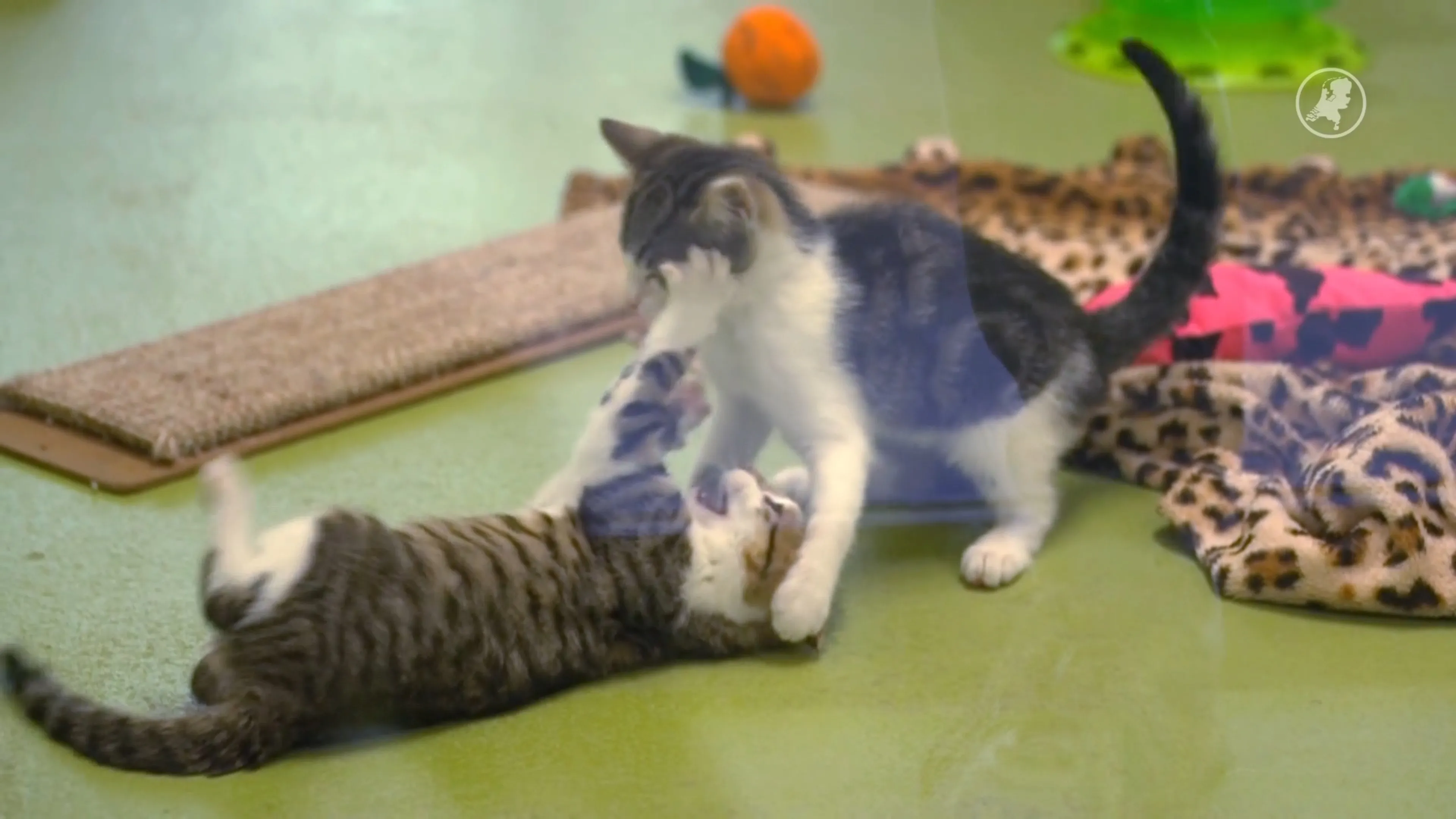 Dierenbescherming slaat alarm: opvang voor kittens raakt vol
