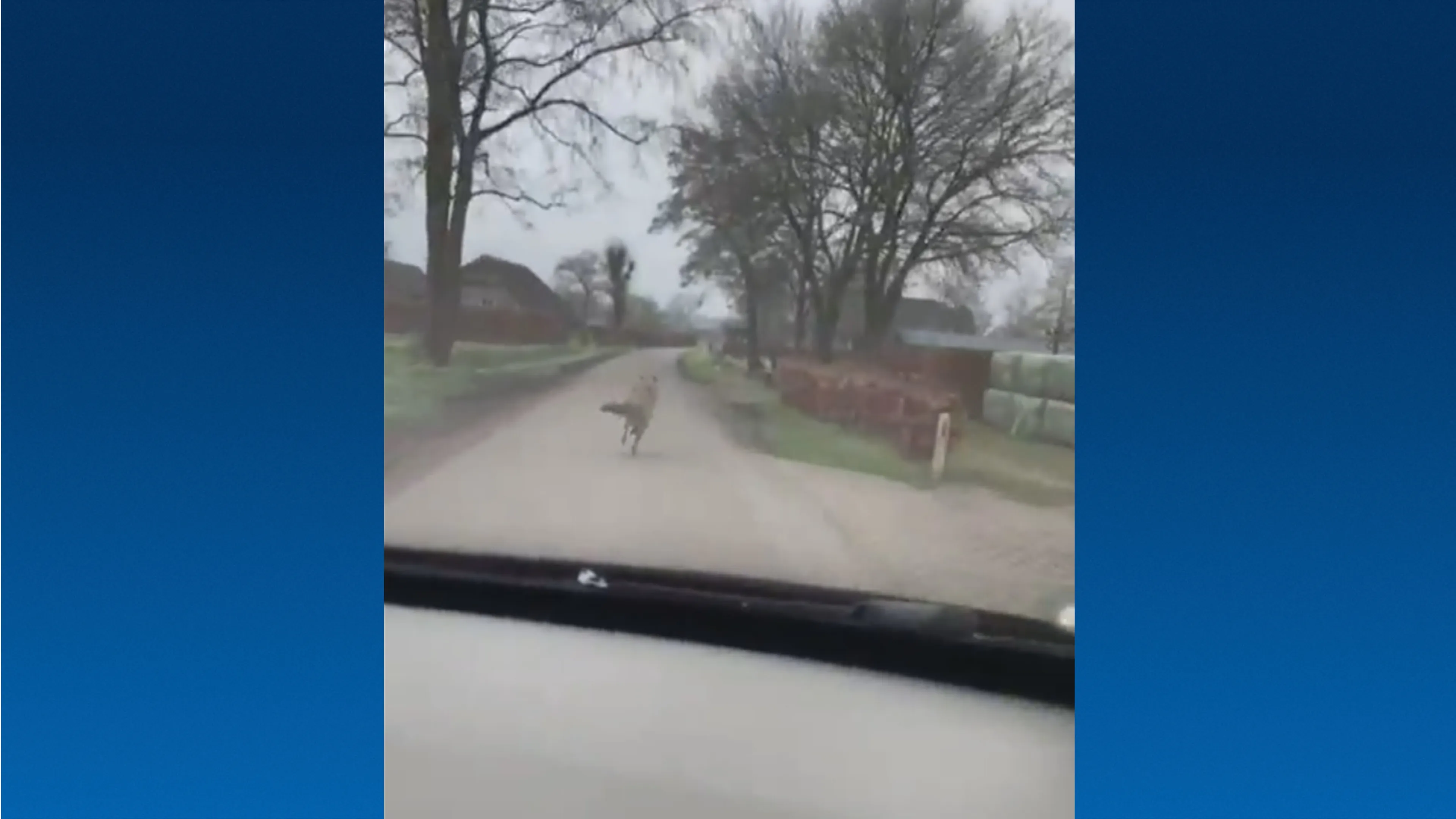 Automobilist achtervolgt wolf in Oene, Faunabescherming deelt beelden