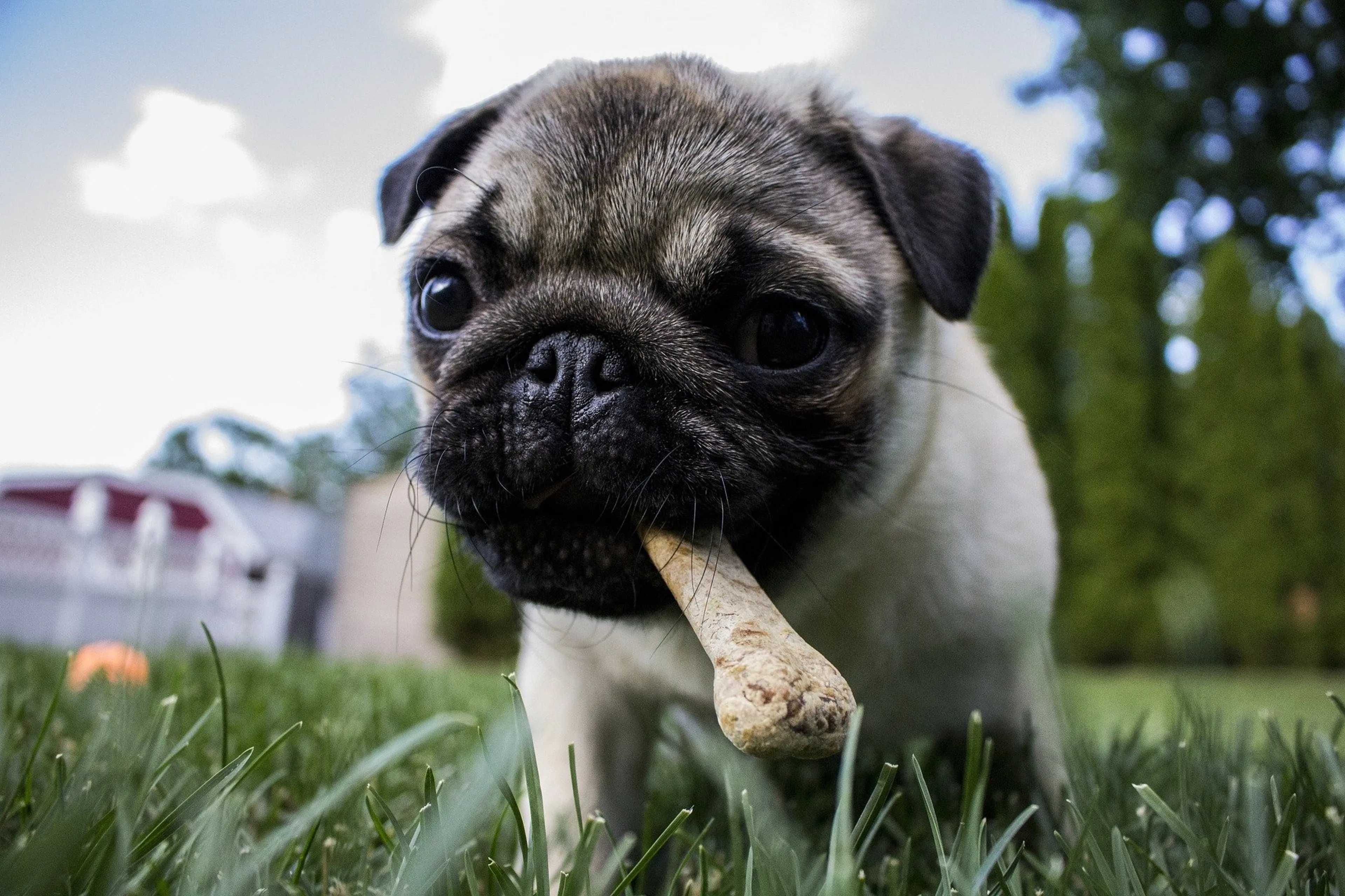 Honden zijn slimmer dan je denkt: ze snappen het als jij iets 'per ongeluk' doet
