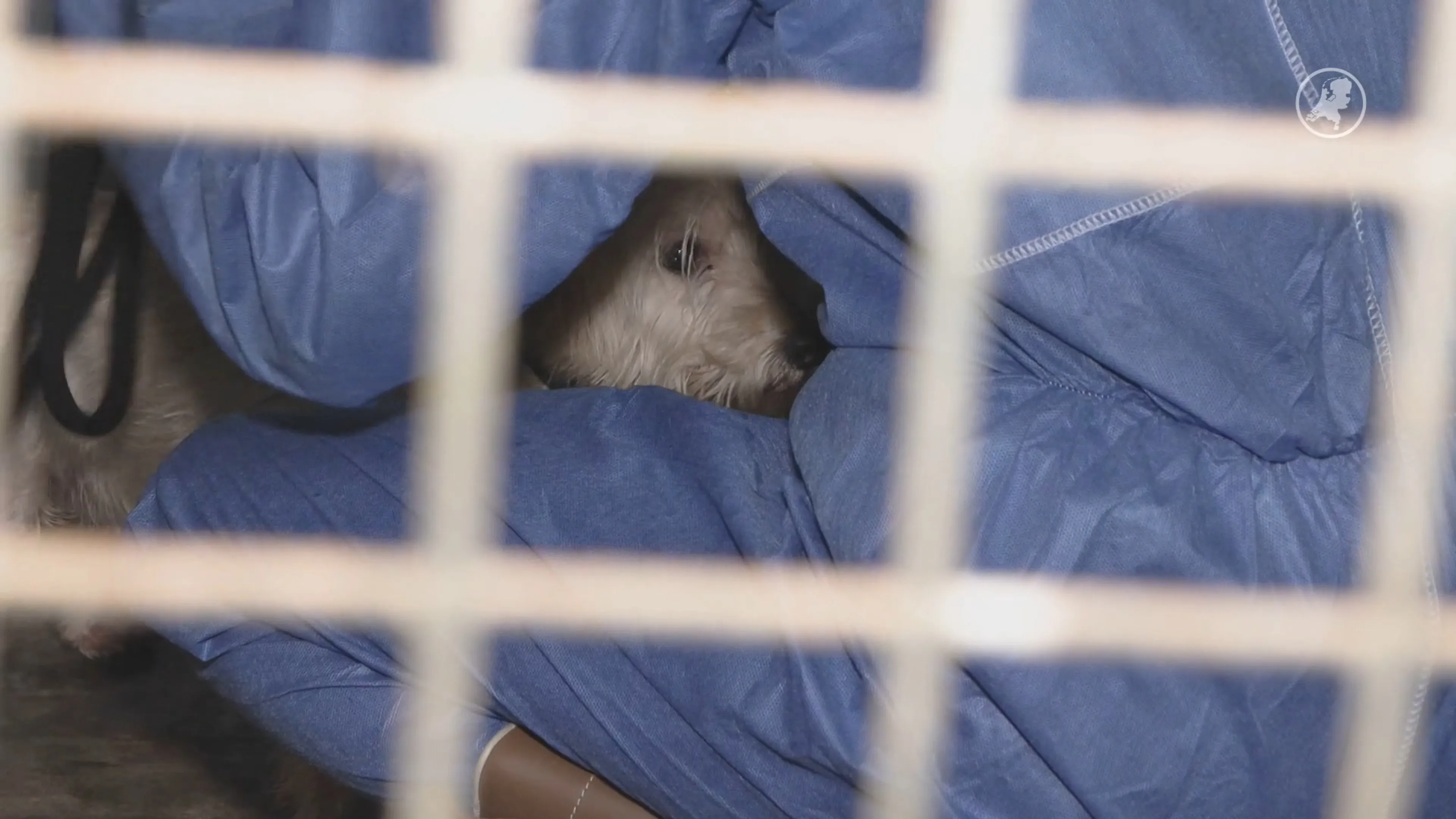 Celstraf voor 'horrorfokker' Jan P. uit Eersel om verwaarlozing dieren
