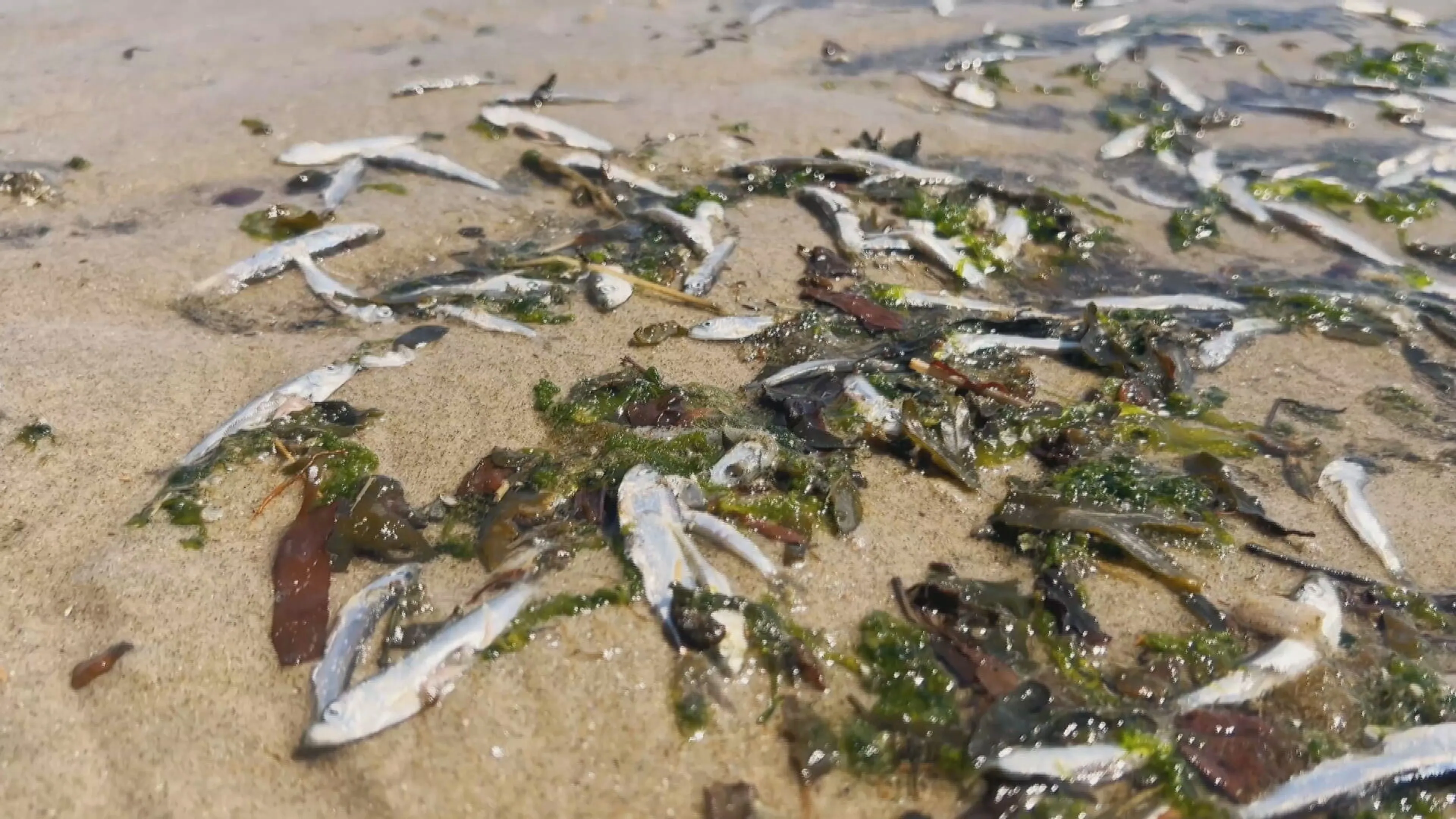 Mysterie: duizenden dode visjes aangespoeld op strand Vlissingen