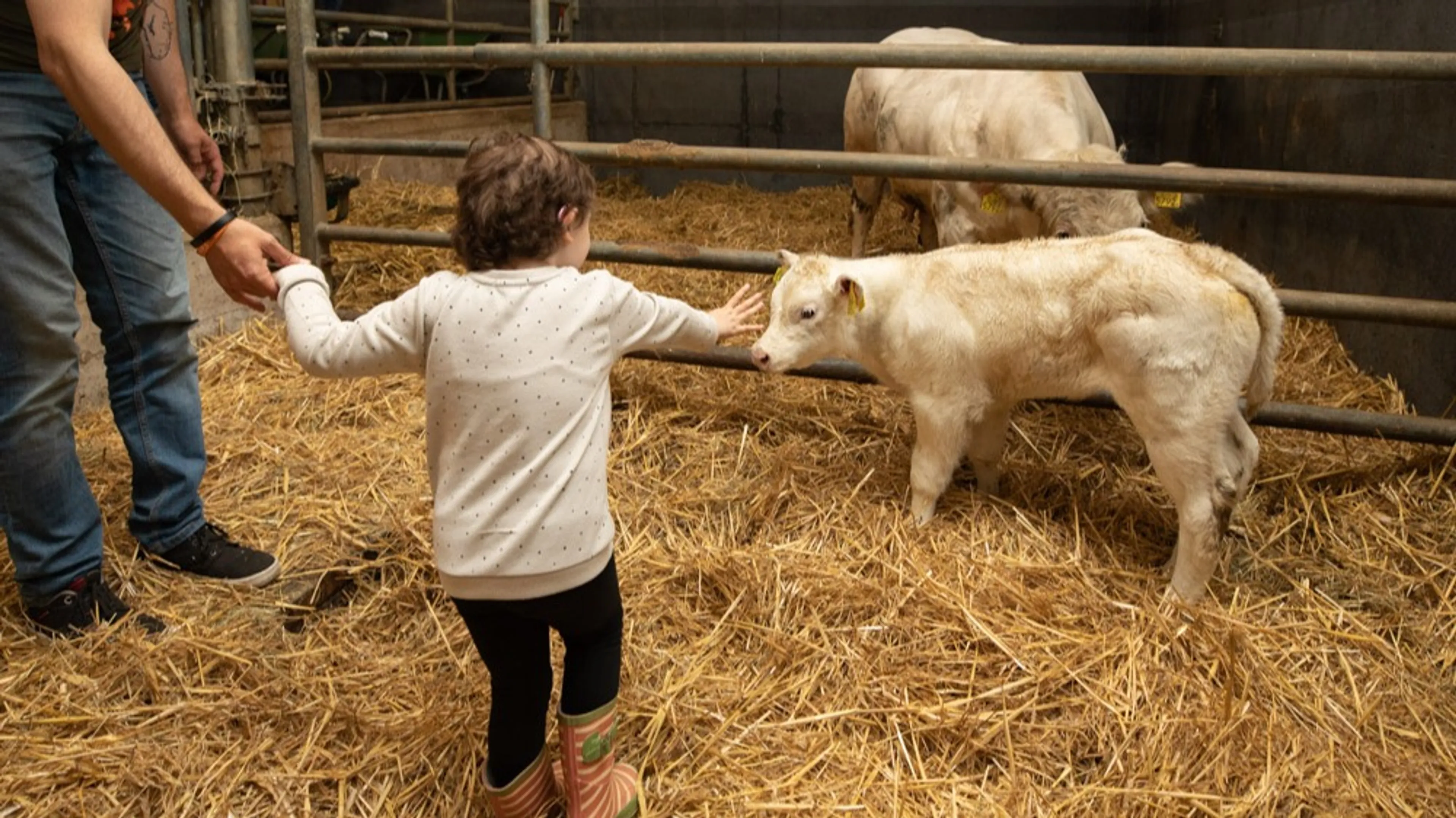 Wens van ernstig zieke Kiki (3) gaat in vervulling: een eigen kalfje