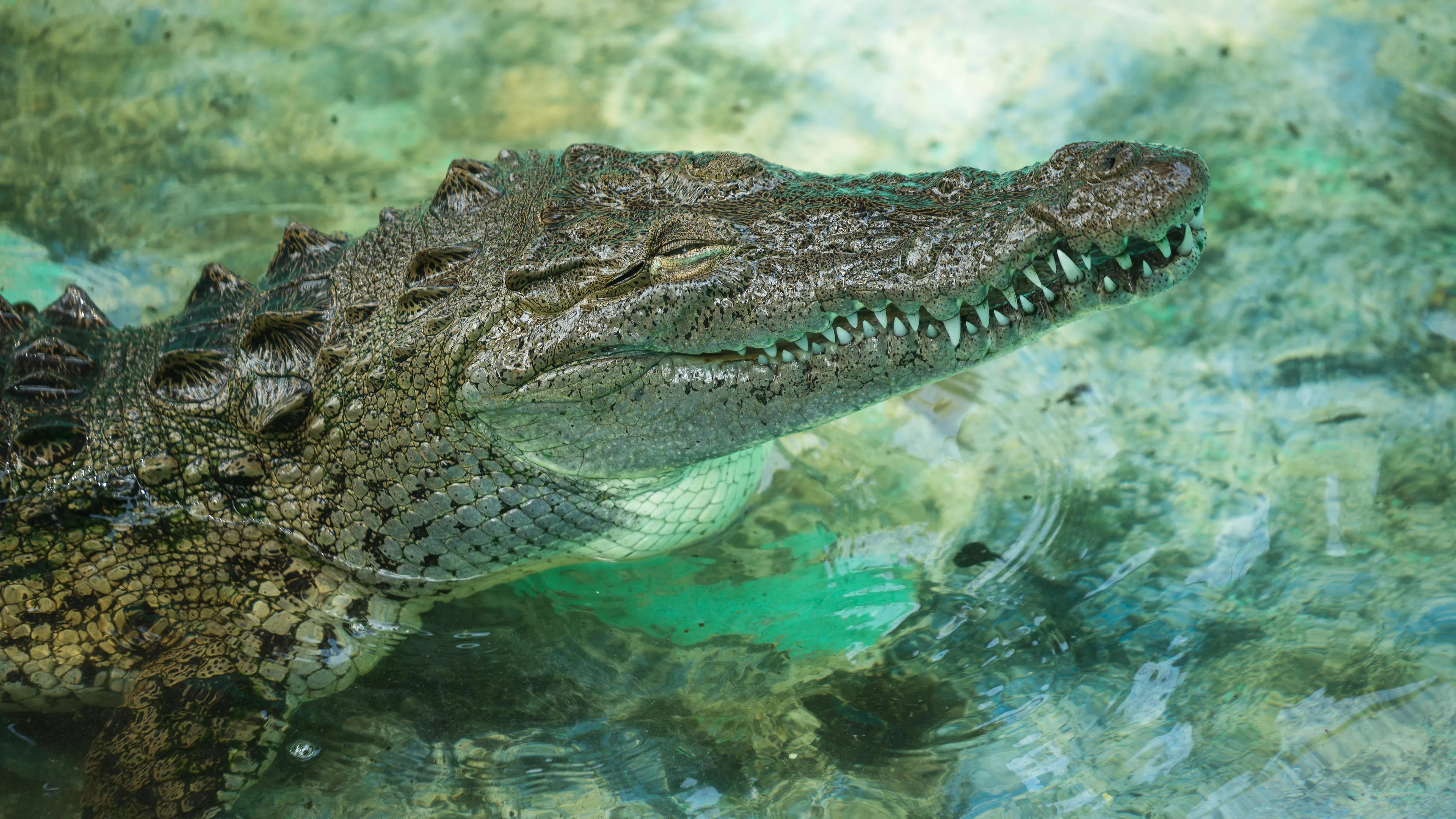 Onrustige weken op Bonaire voorbij: krokodil van 2 meter lang gevangen