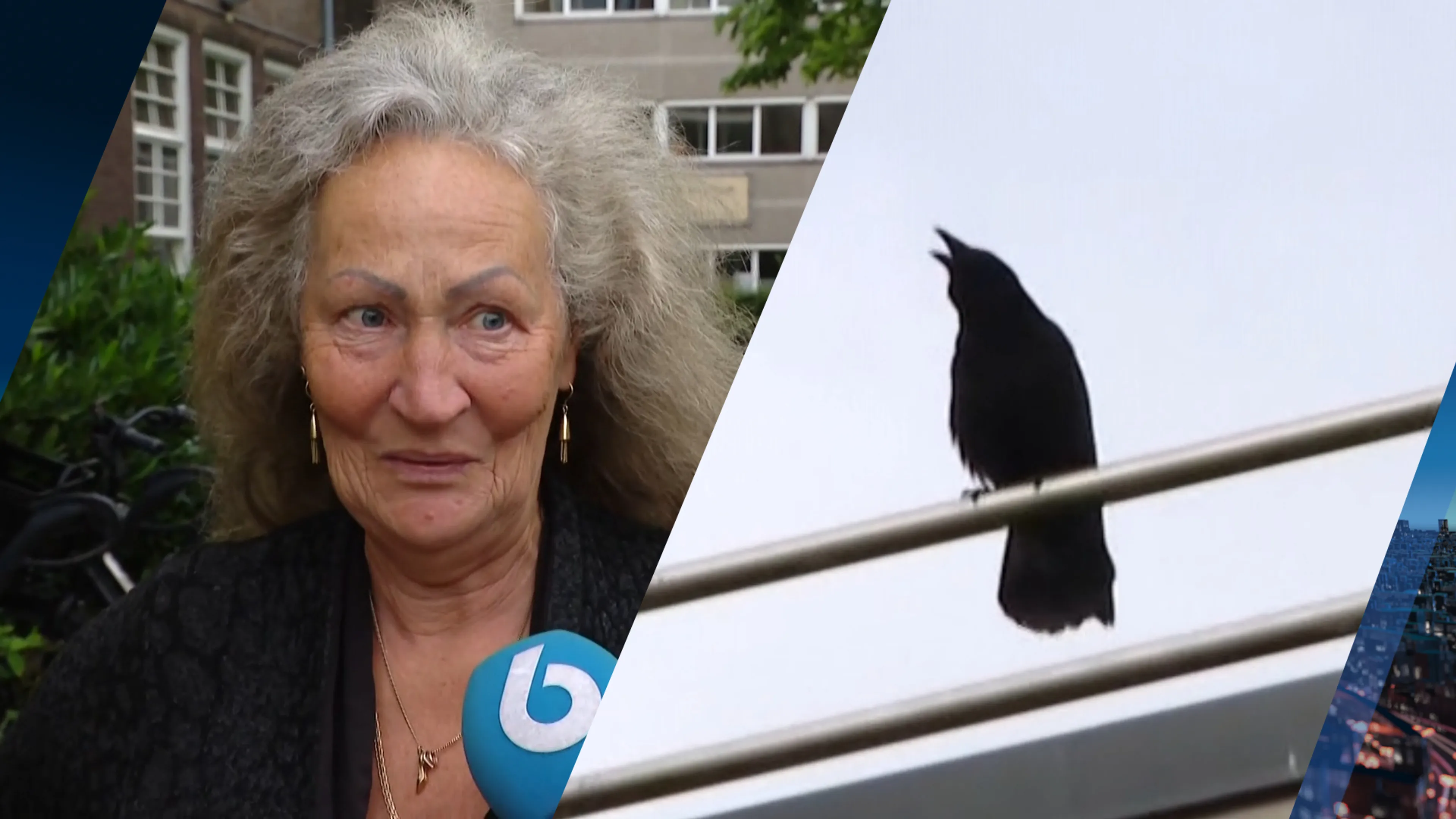 Agressieve vogel valt voorbijgangers aan in Amsterdamse buurt