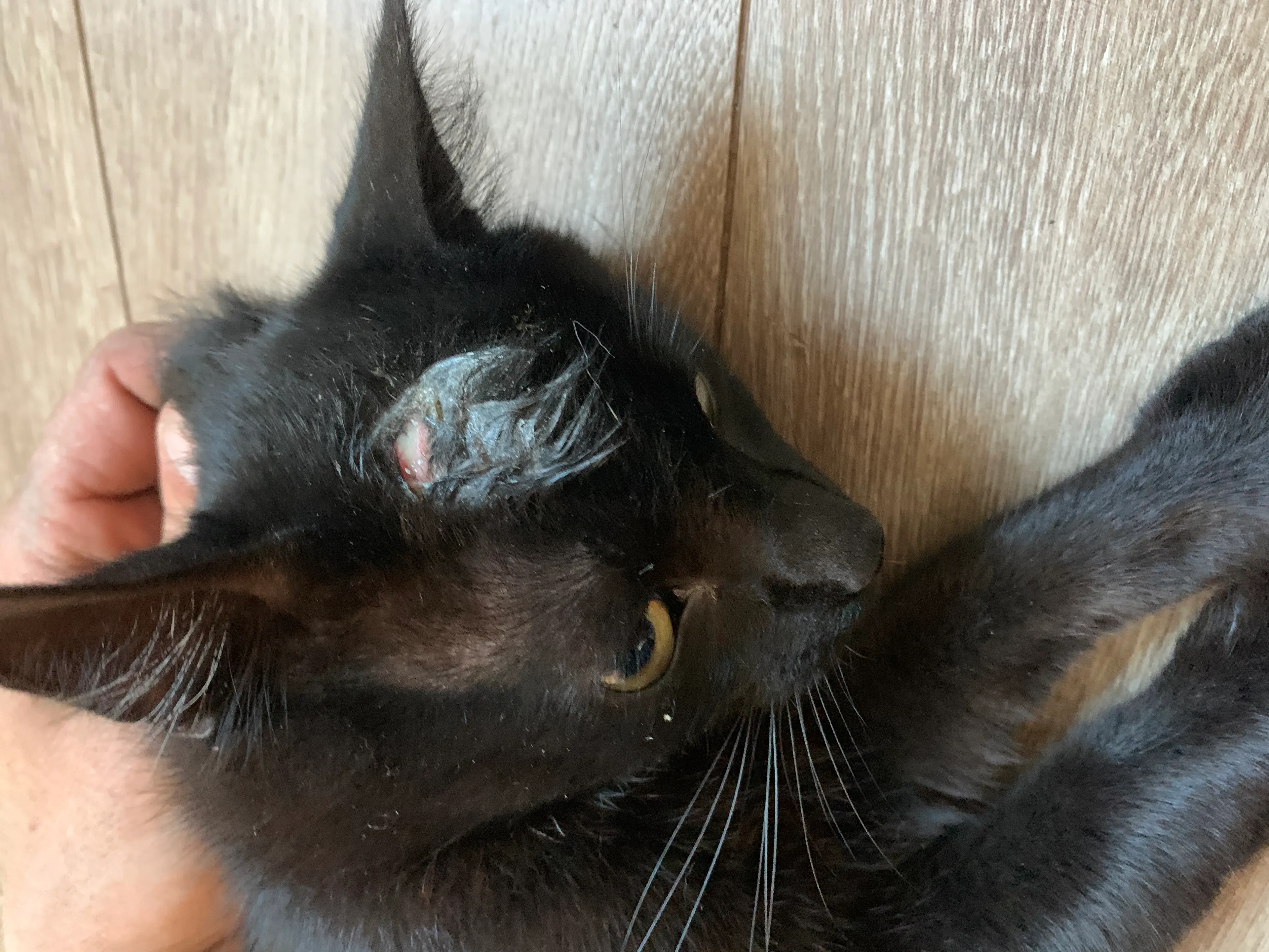 Kattenhater schiet Alfons in de kop met luchtbuks: 1000 euro beloning voor gouden tip