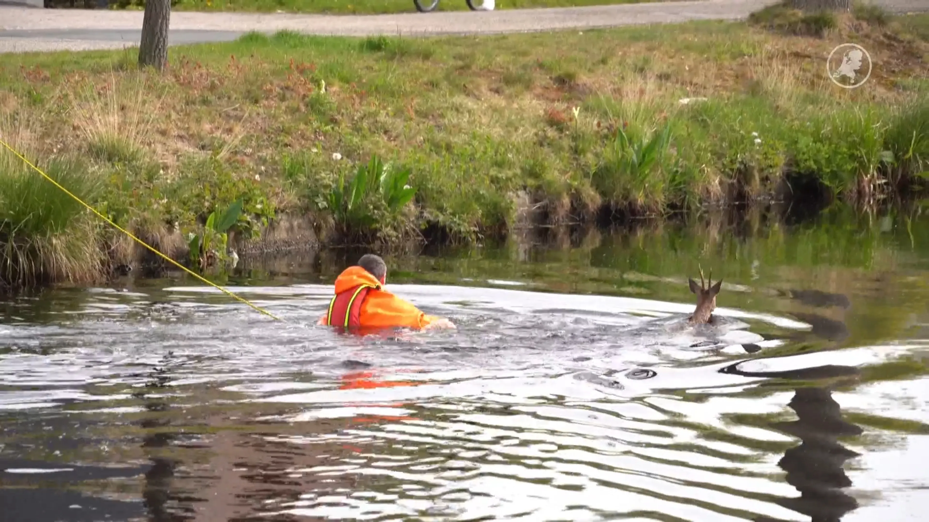 Ree in nood gered uit water door brandweer