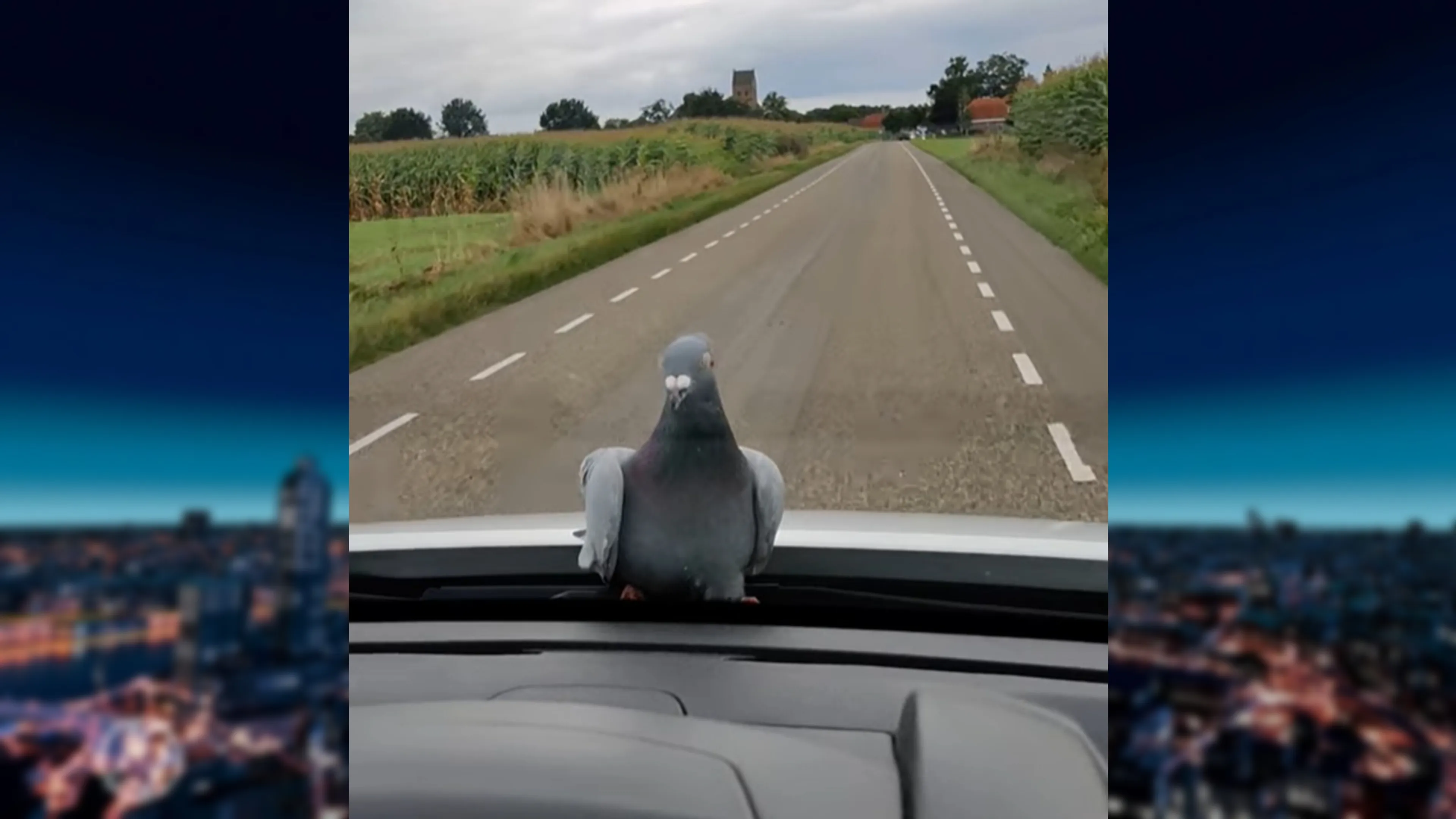 Duif lift kilometers mee op rijdende auto na gevecht met torenvalk 