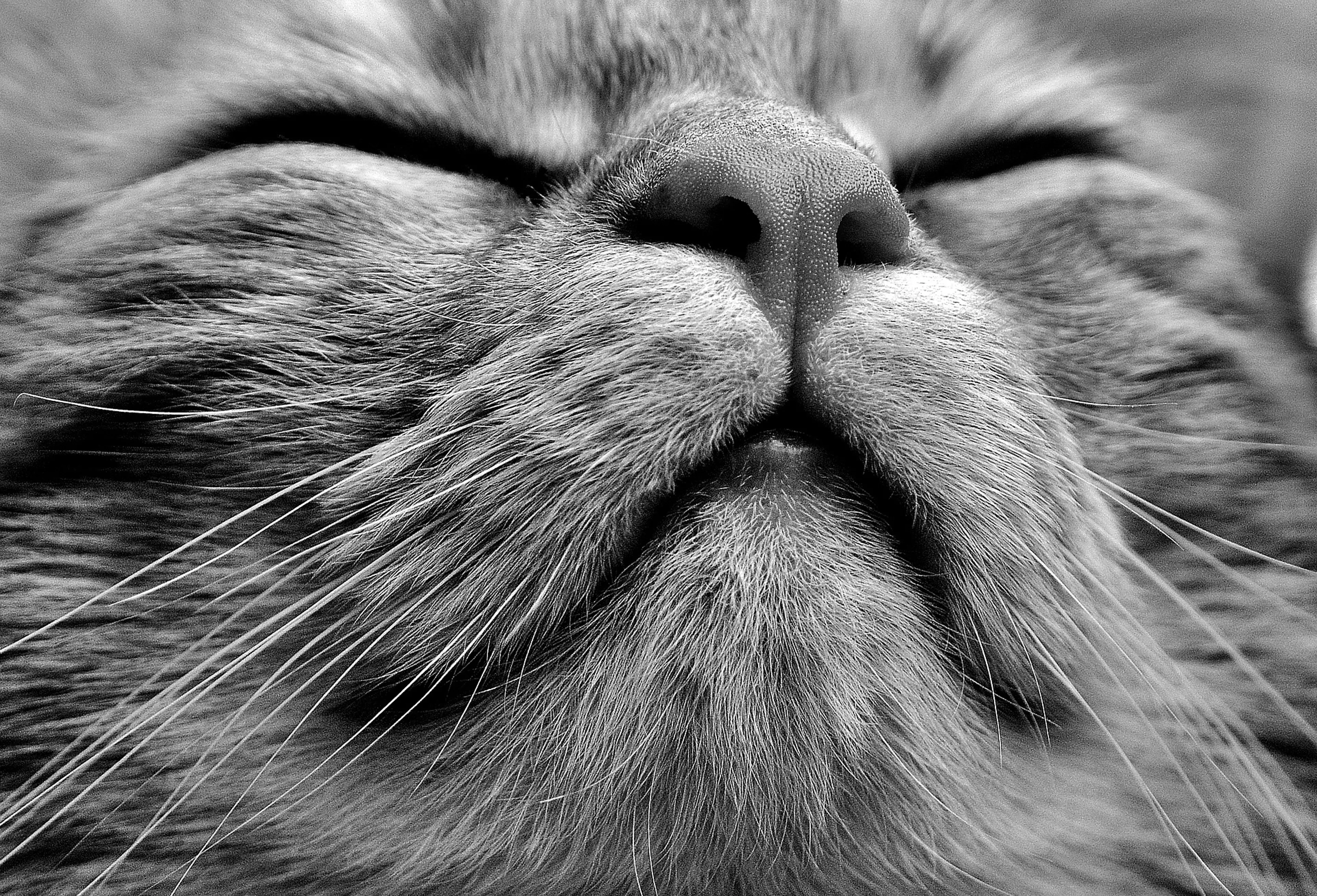 VIDEO: Hondenbaasje laat kat roerloos achter: 'Die is hartstikke dood'