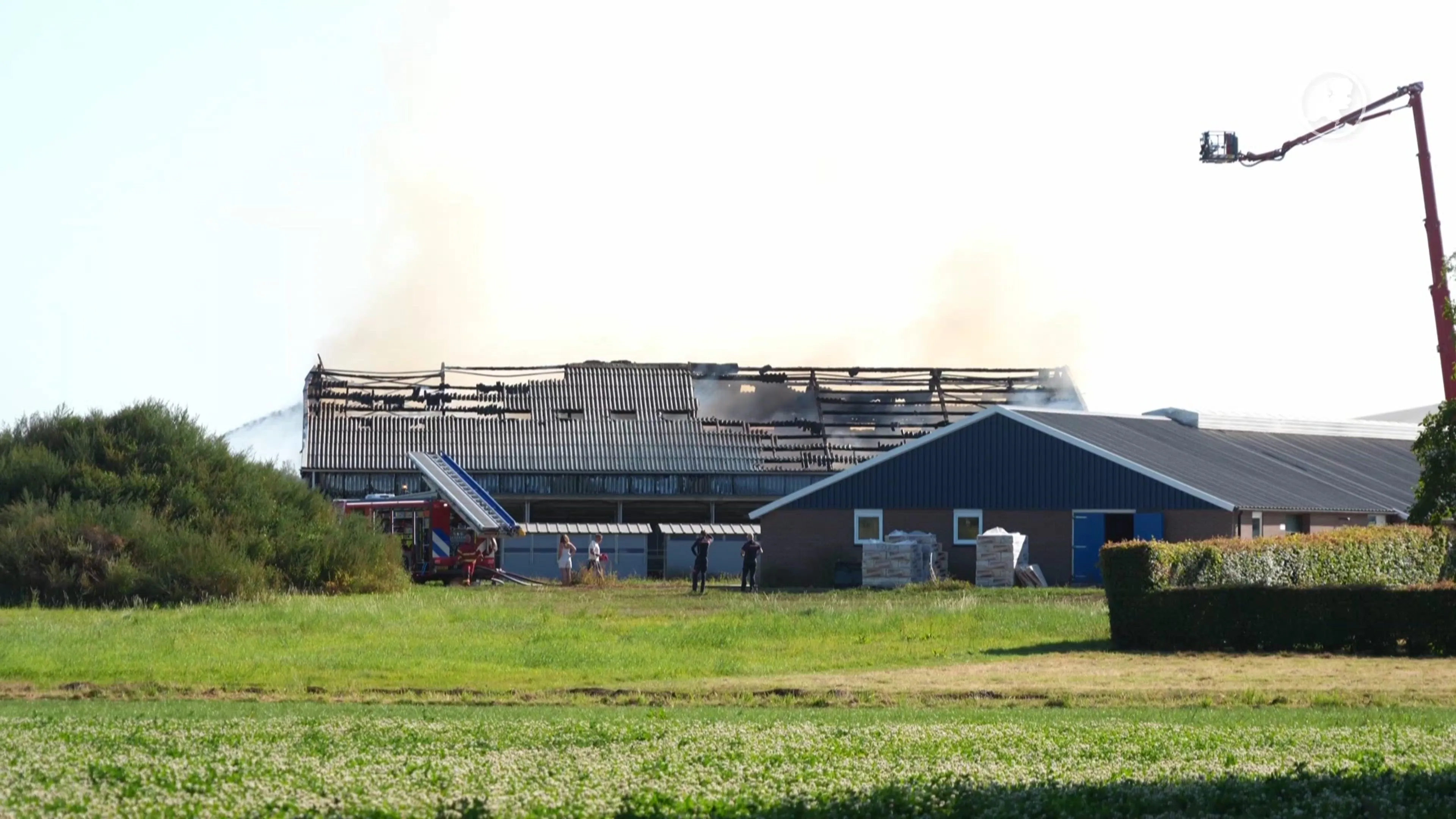 Vijf koeien omgekomen bij grote stalbrand Vlagtwedde