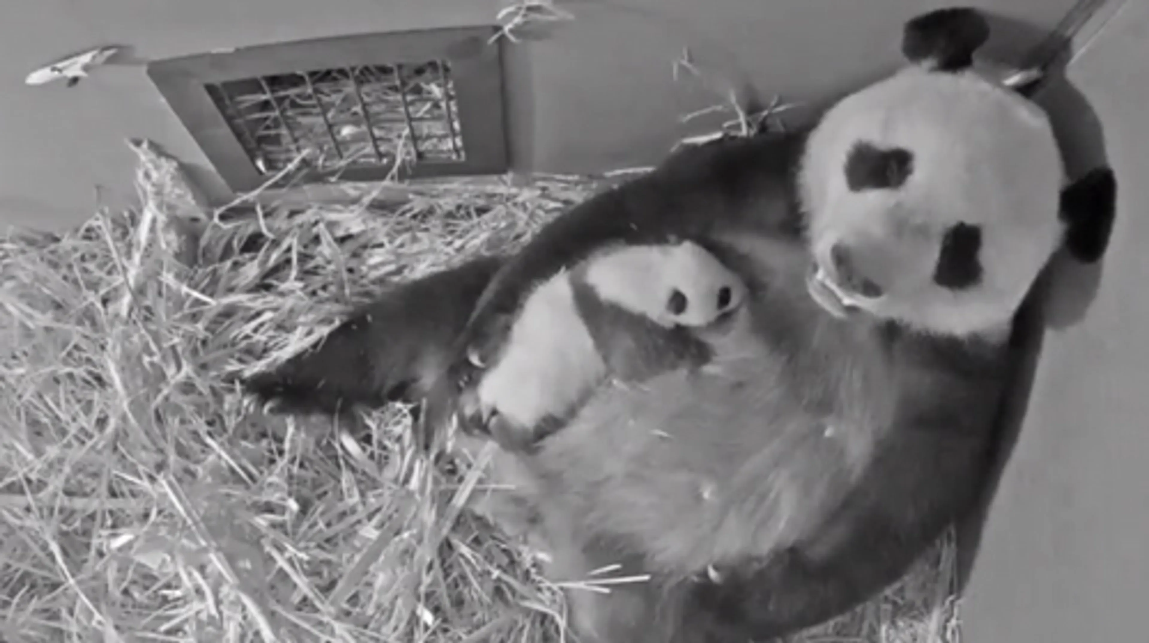 Pandajong Ouwehands Dierenpark draagt voortaan de naam: Fan Xing